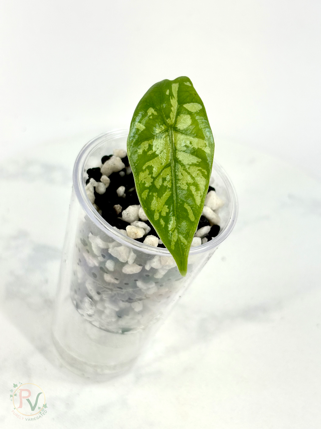 Dragon Glass Hybrid Alocasia 1