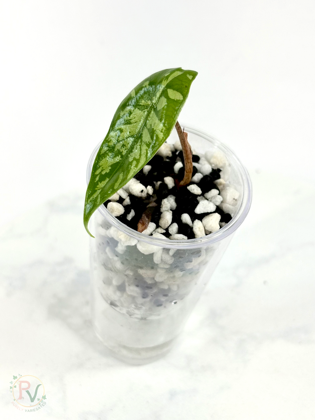 Dragon Glass Hybrid Alocasia 1