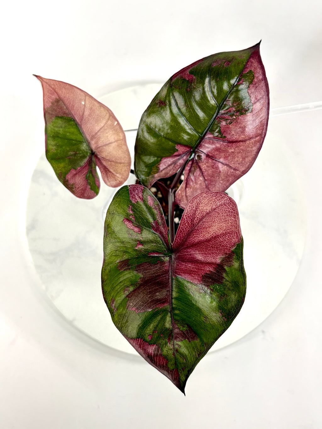 Pink Plumbea Nigra Alocasia 1 - Teen Size