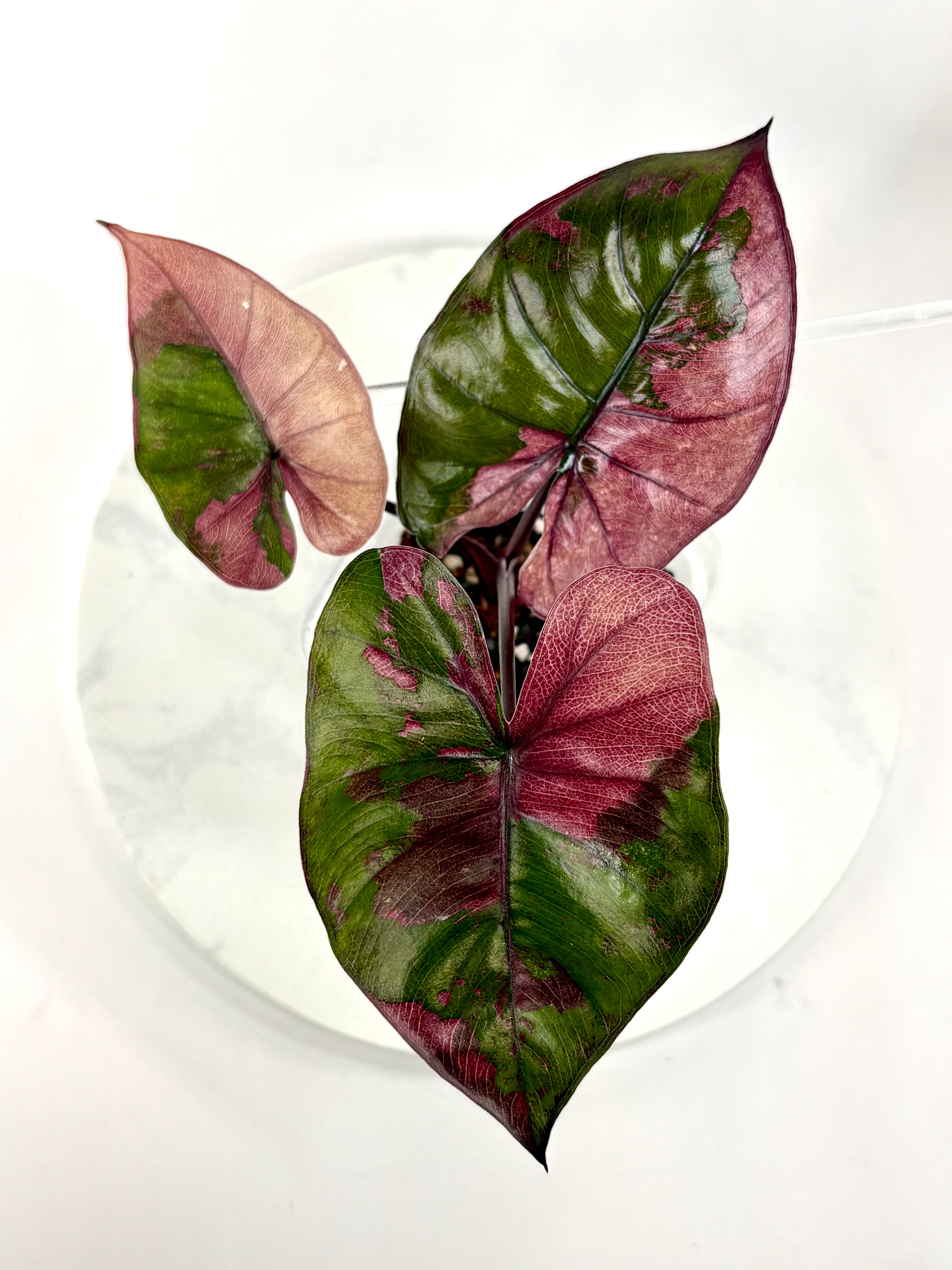 Pink Plumbea Nigra Alocasia 1 - Teen Size