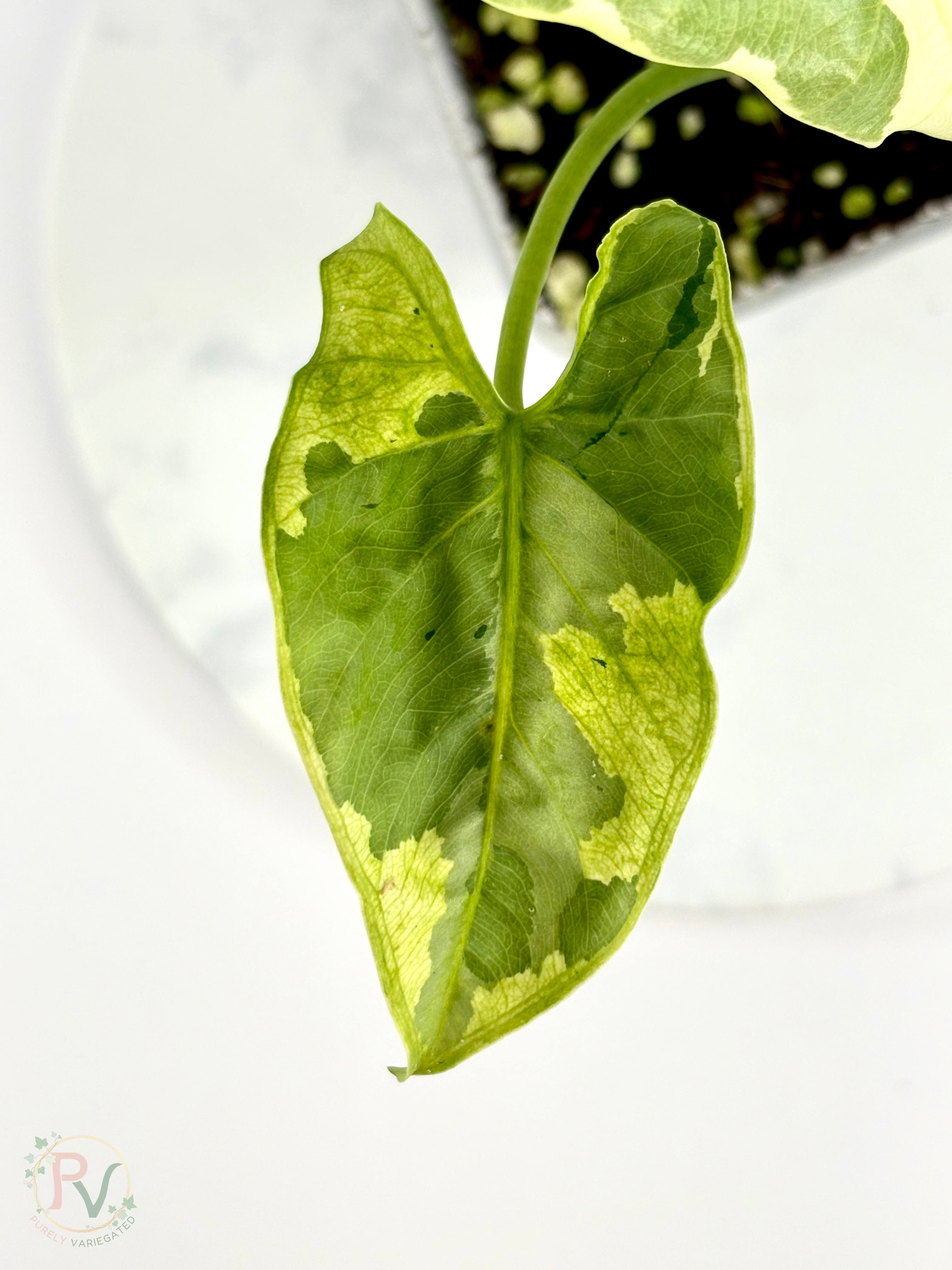 Epilithica Silver Lime Lava Alocasia - Corming Size