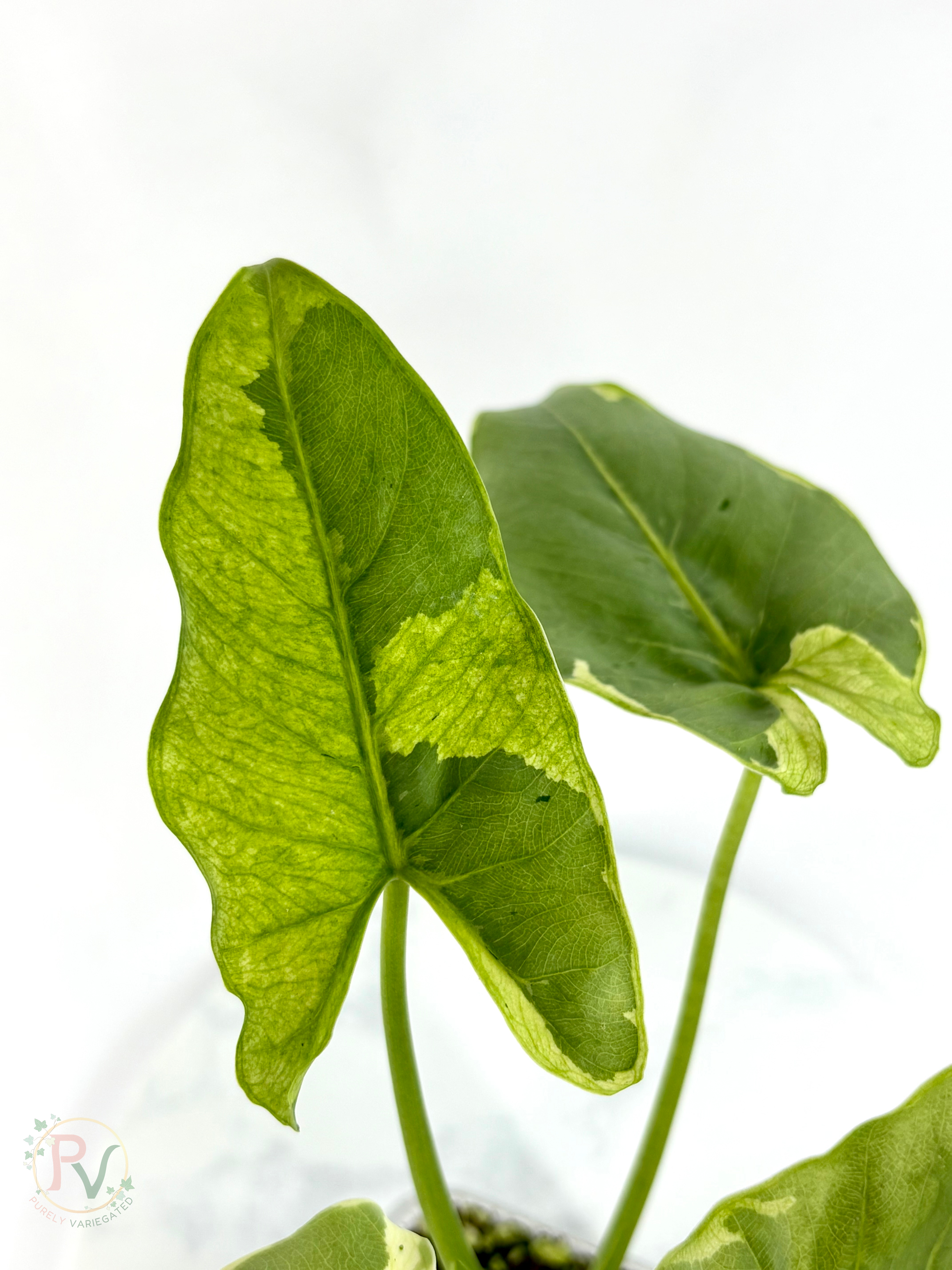 Epilithica Silver Lime Lava Alocasia - Corming Size