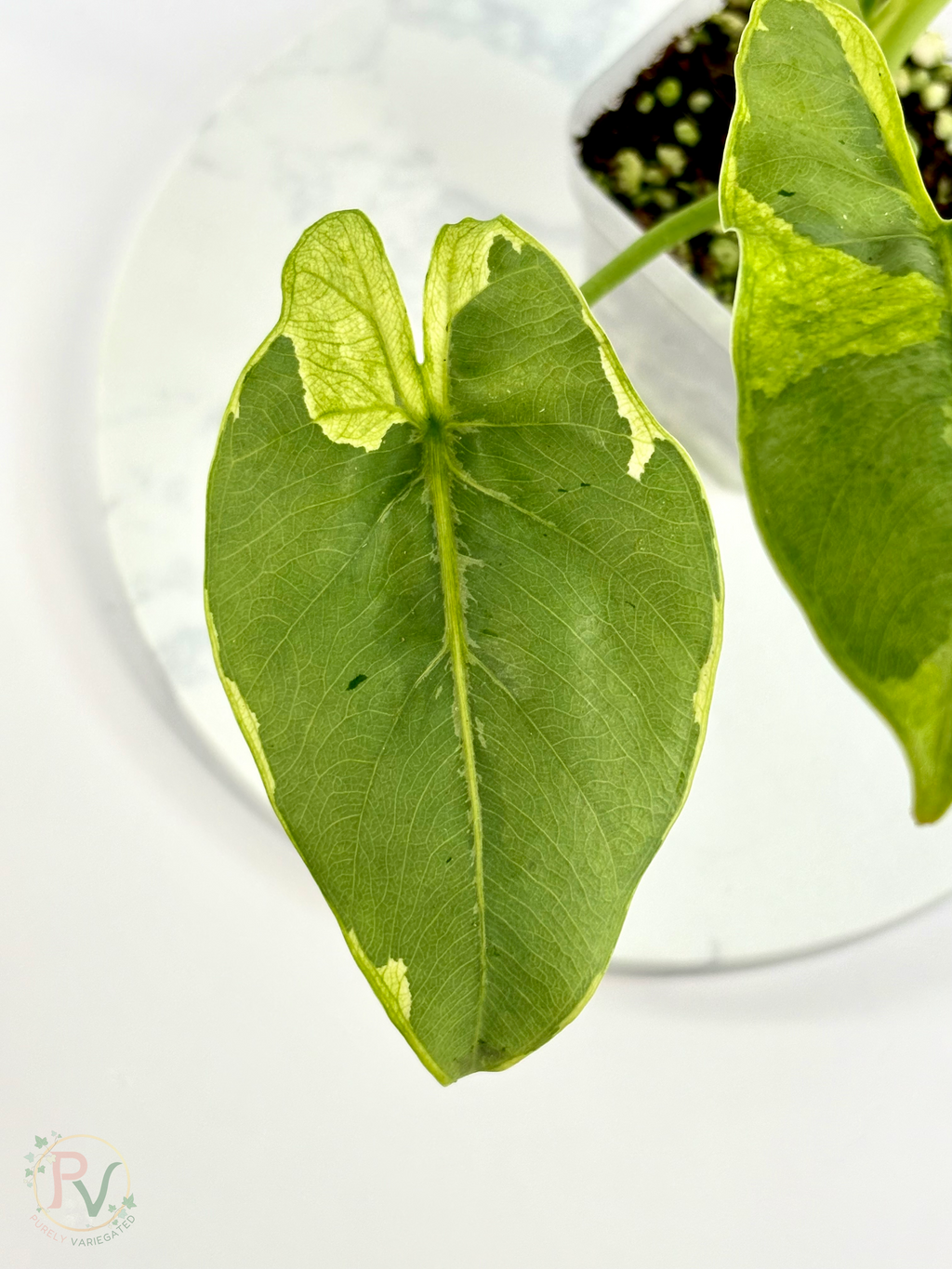 Epilithica Silver Lime Lava Alocasia - Corming Size