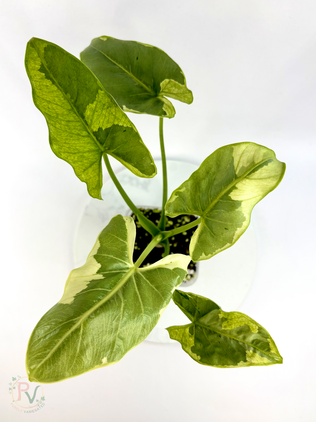 Epilithica Silver Lime Lava Alocasia - Corming Size