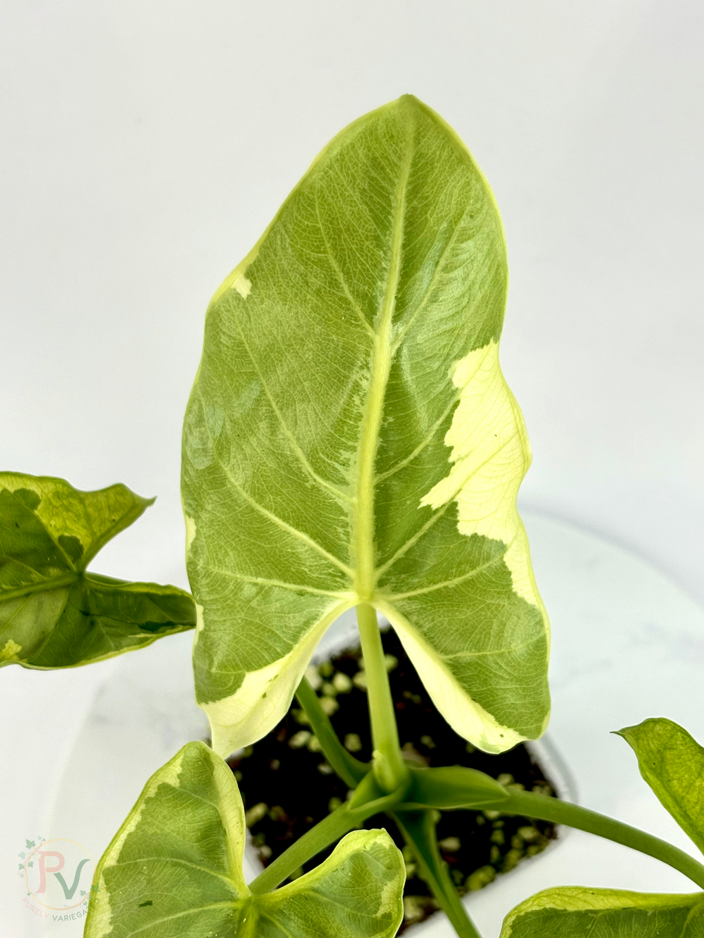 Epilithica Silver Lime Lava Alocasia - Corming Size