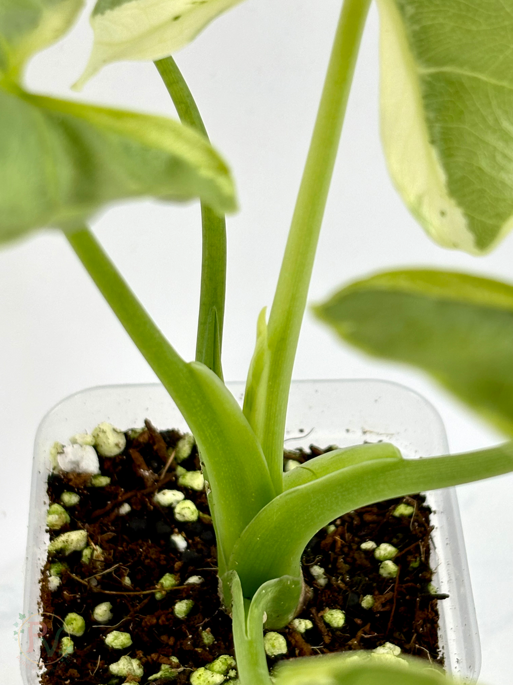 Epilithica Silver Lime Lava Alocasia - Corming Size
