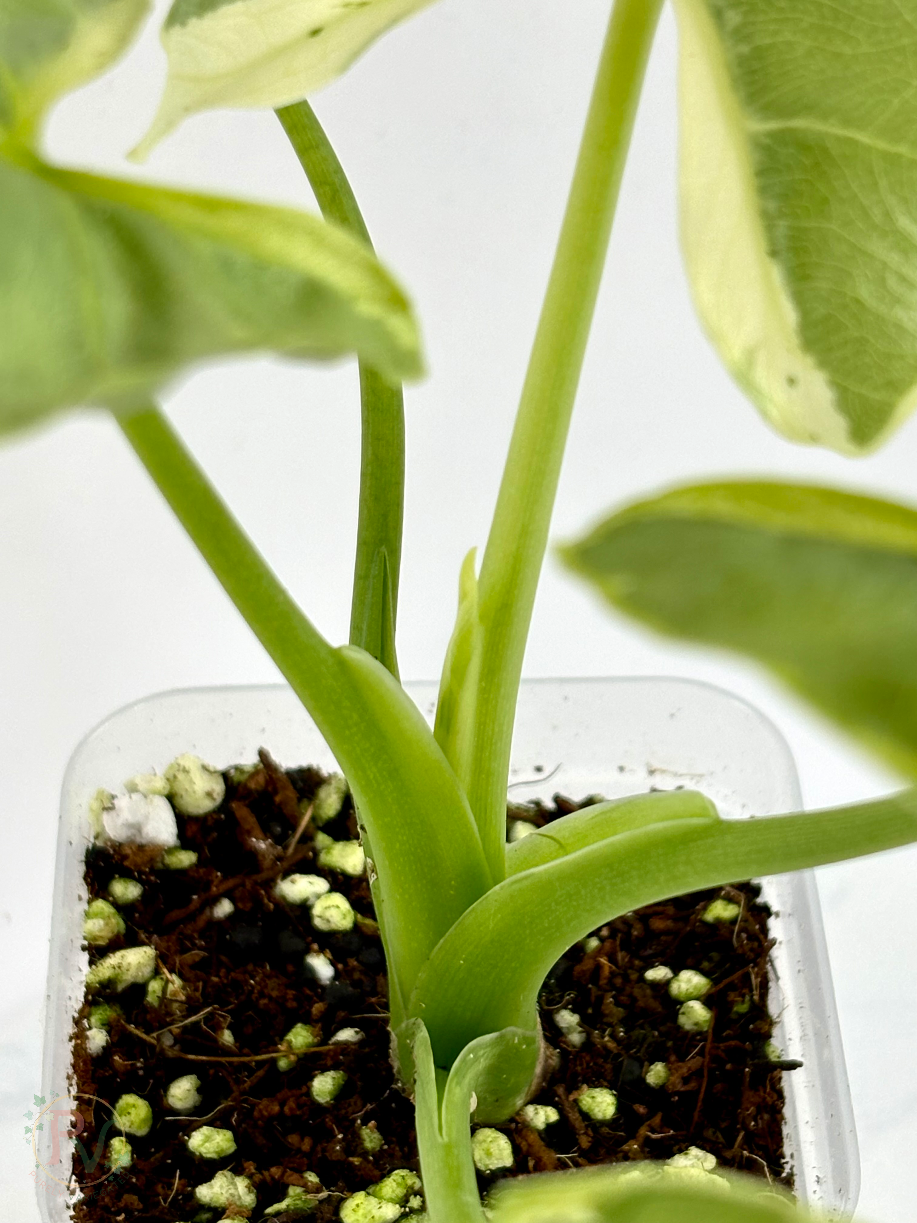 Epilithica Silver Lime Lava Alocasia - Corming Size