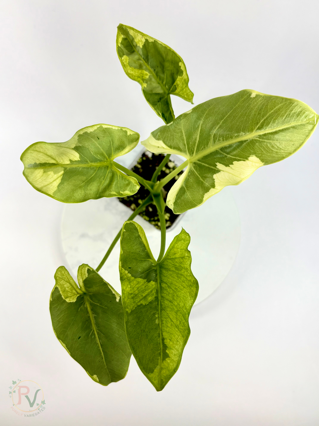 Epilithica Silver Lime Lava Alocasia - Corming Size