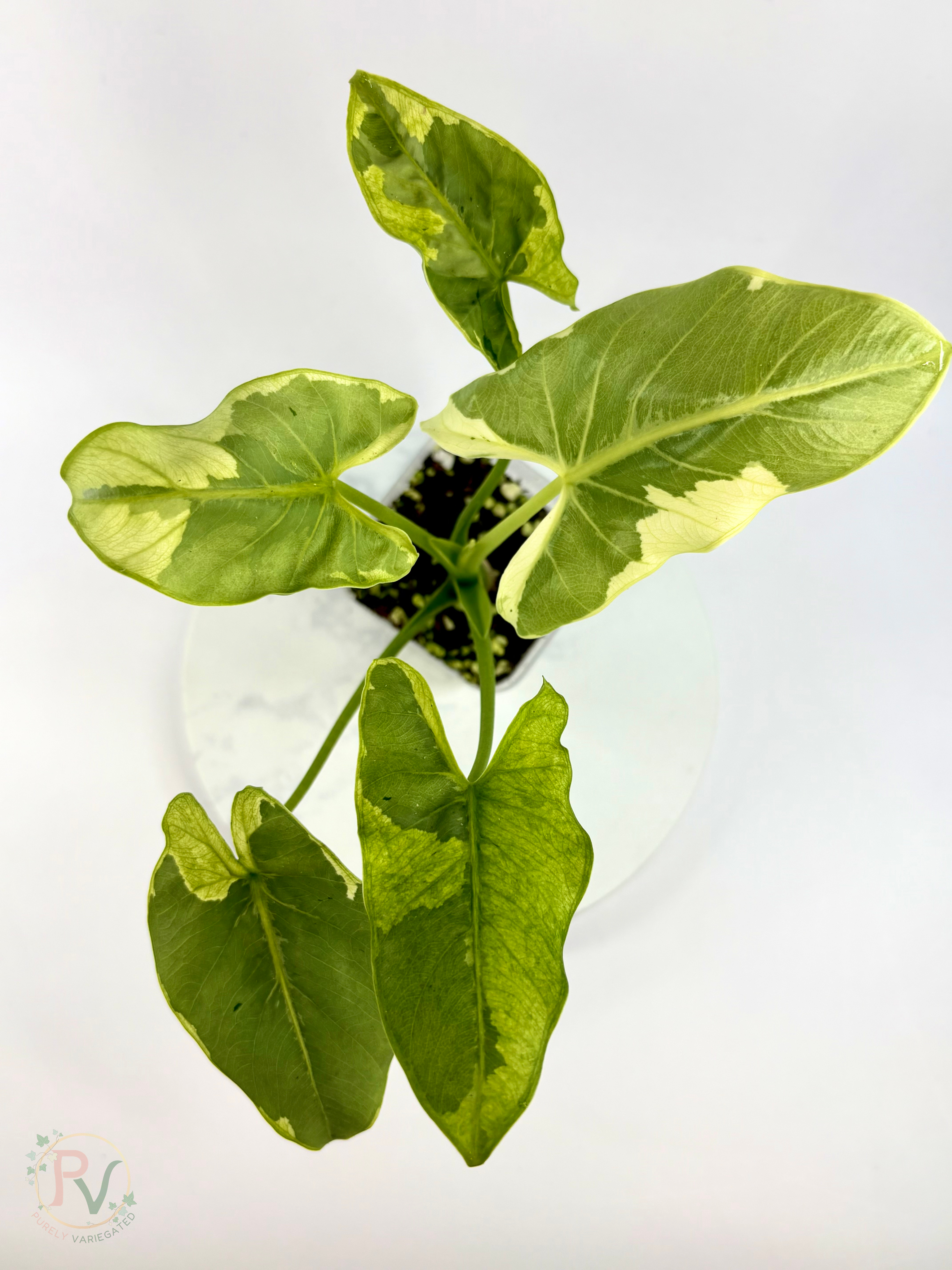 Epilithica Silver Lime Lava Alocasia - Corming Size