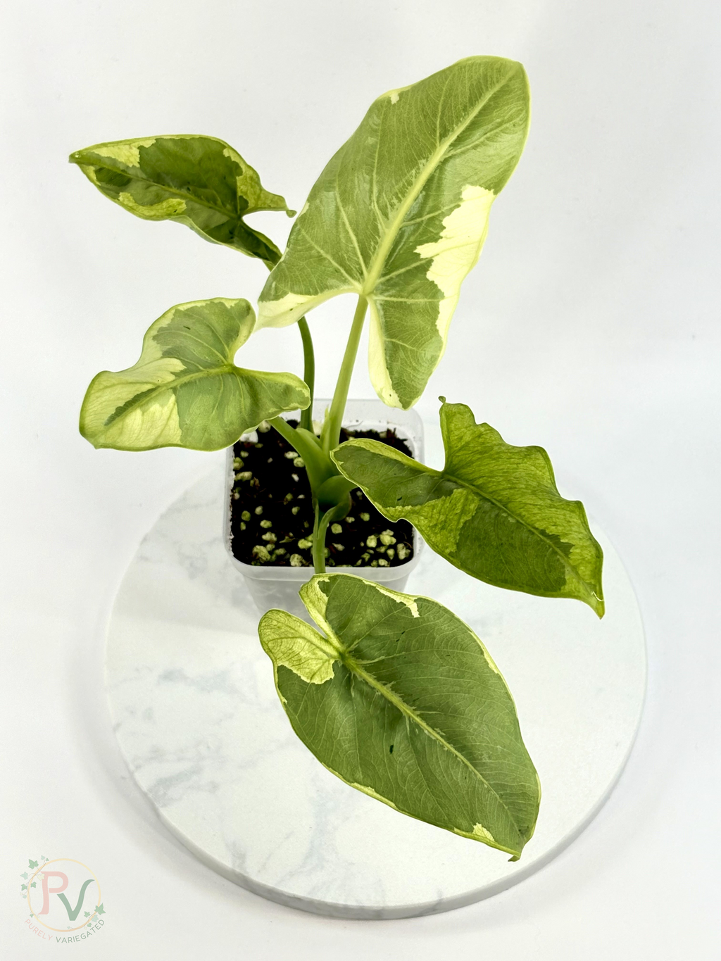 Epilithica Silver Lime Lava Alocasia - Corming Size