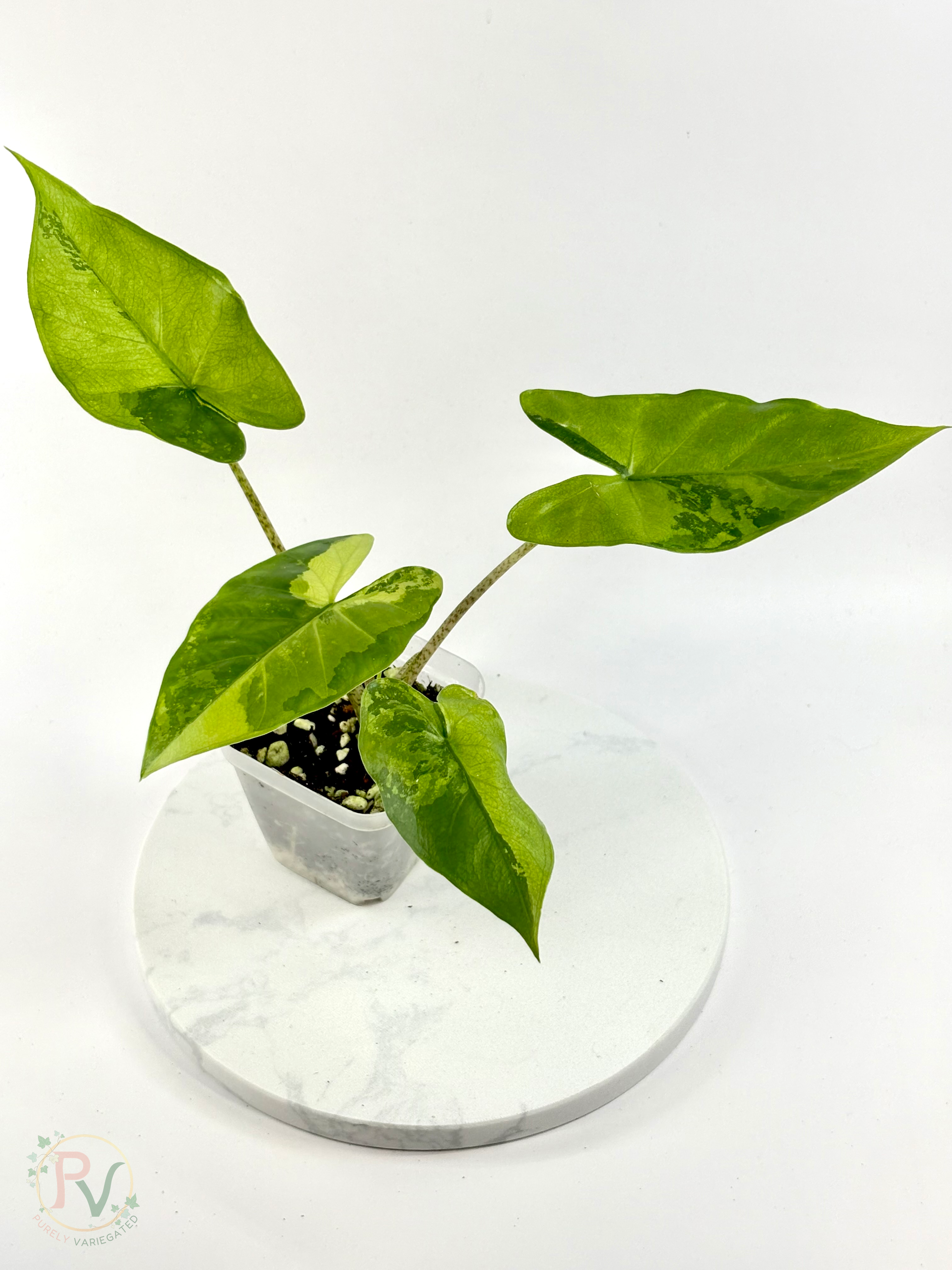 Flemingiana Aurea Alocasia - Corming Size