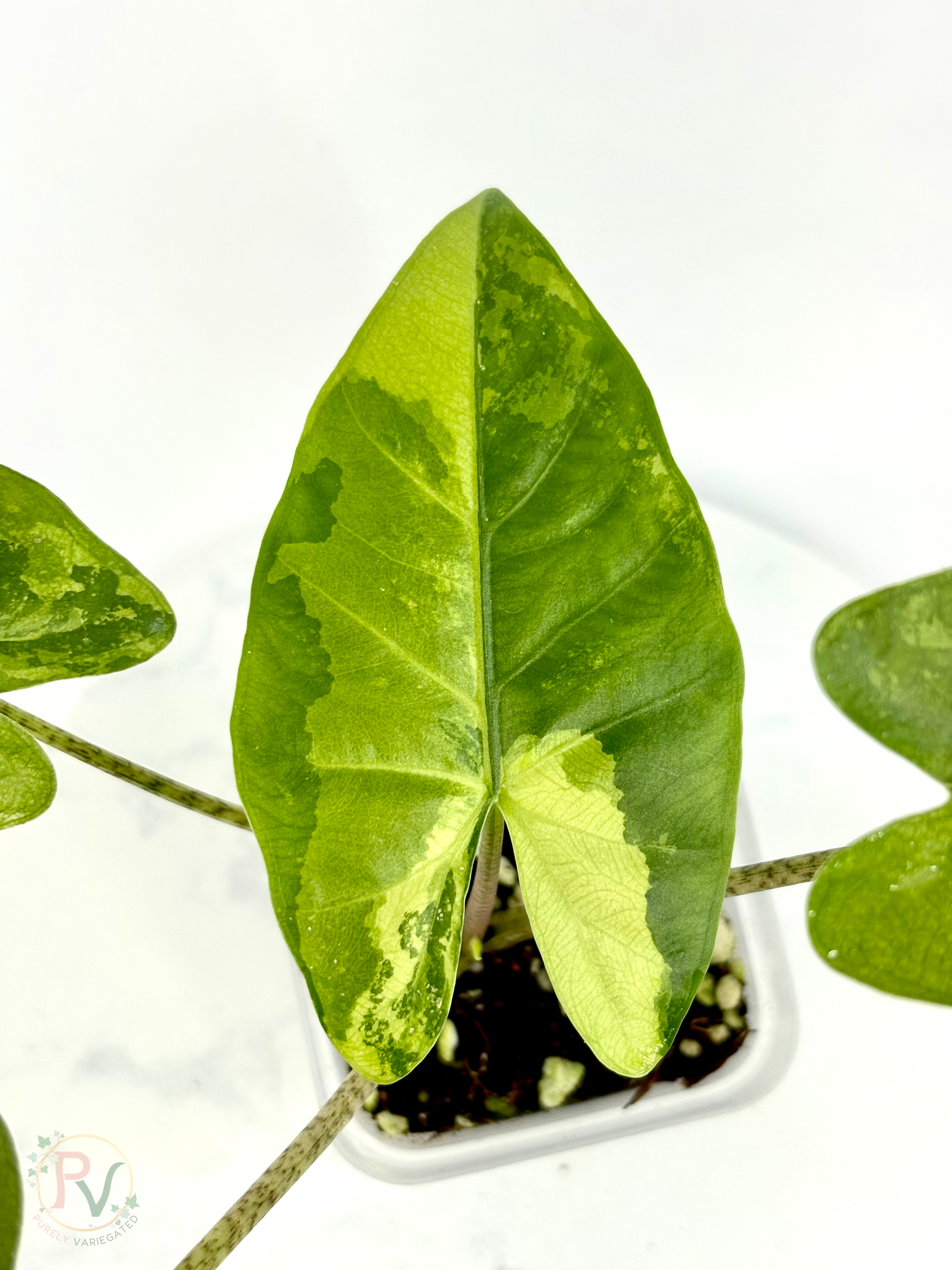 Flemingiana Aurea Alocasia - Corming Size