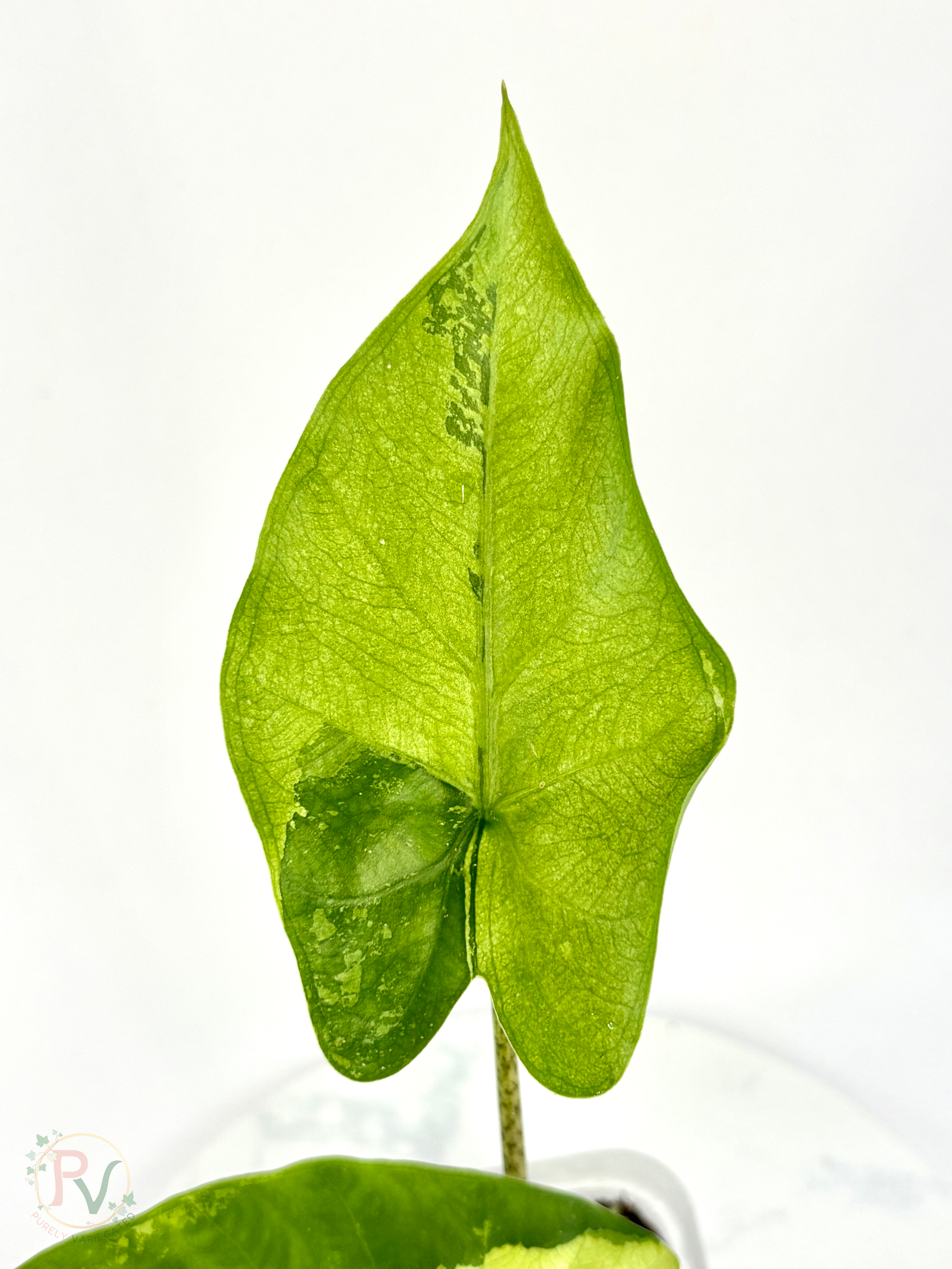 Flemingiana Aurea Alocasia - Corming Size