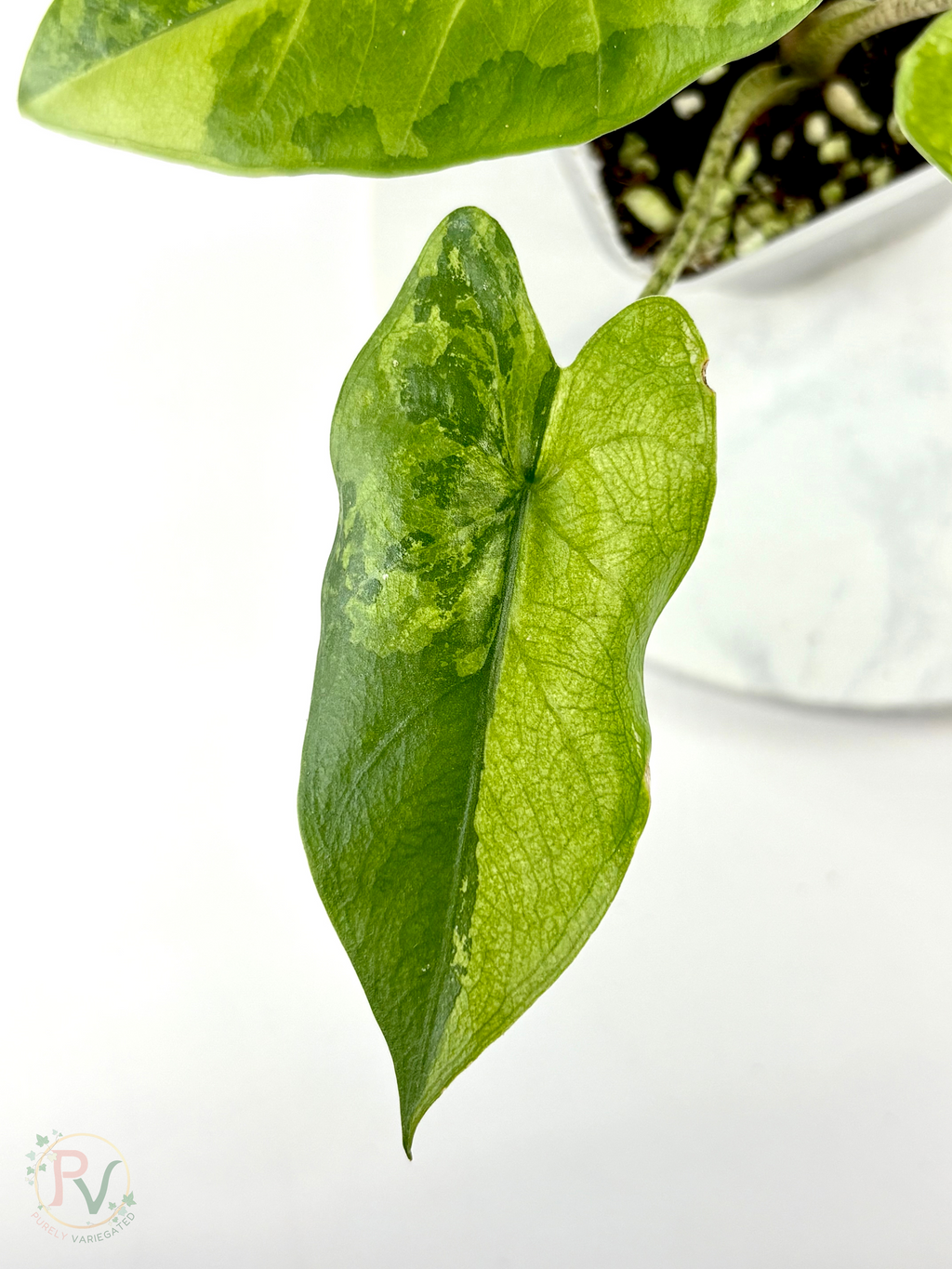 Flemingiana Aurea Alocasia - Corming Size