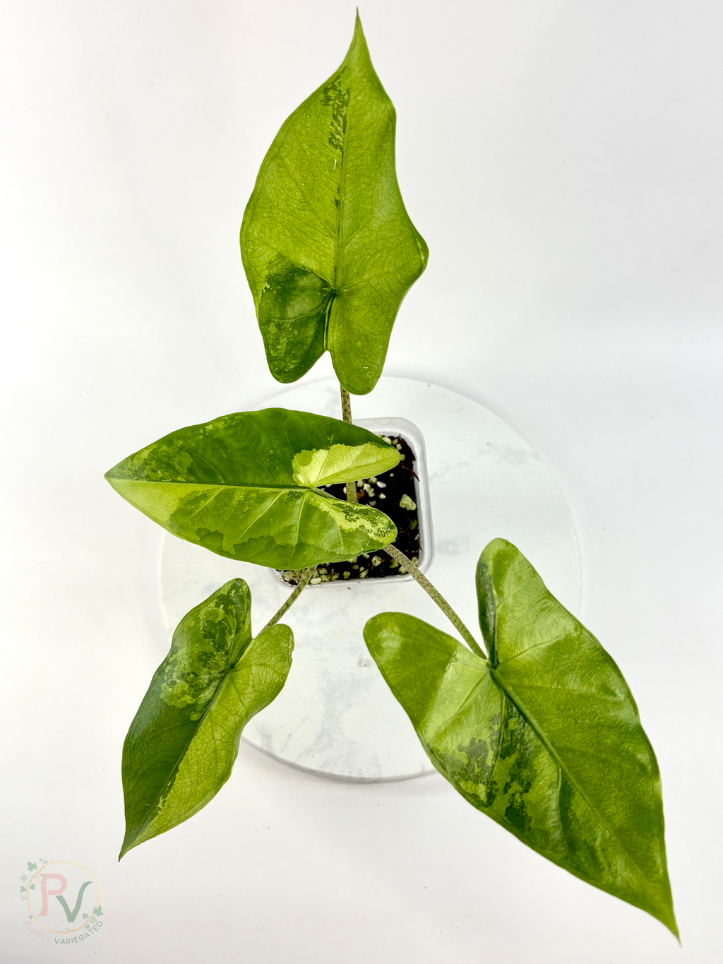 Flemingiana Aurea Alocasia - Corming Size