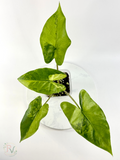 Flemingiana Aurea Alocasia - Corming Size