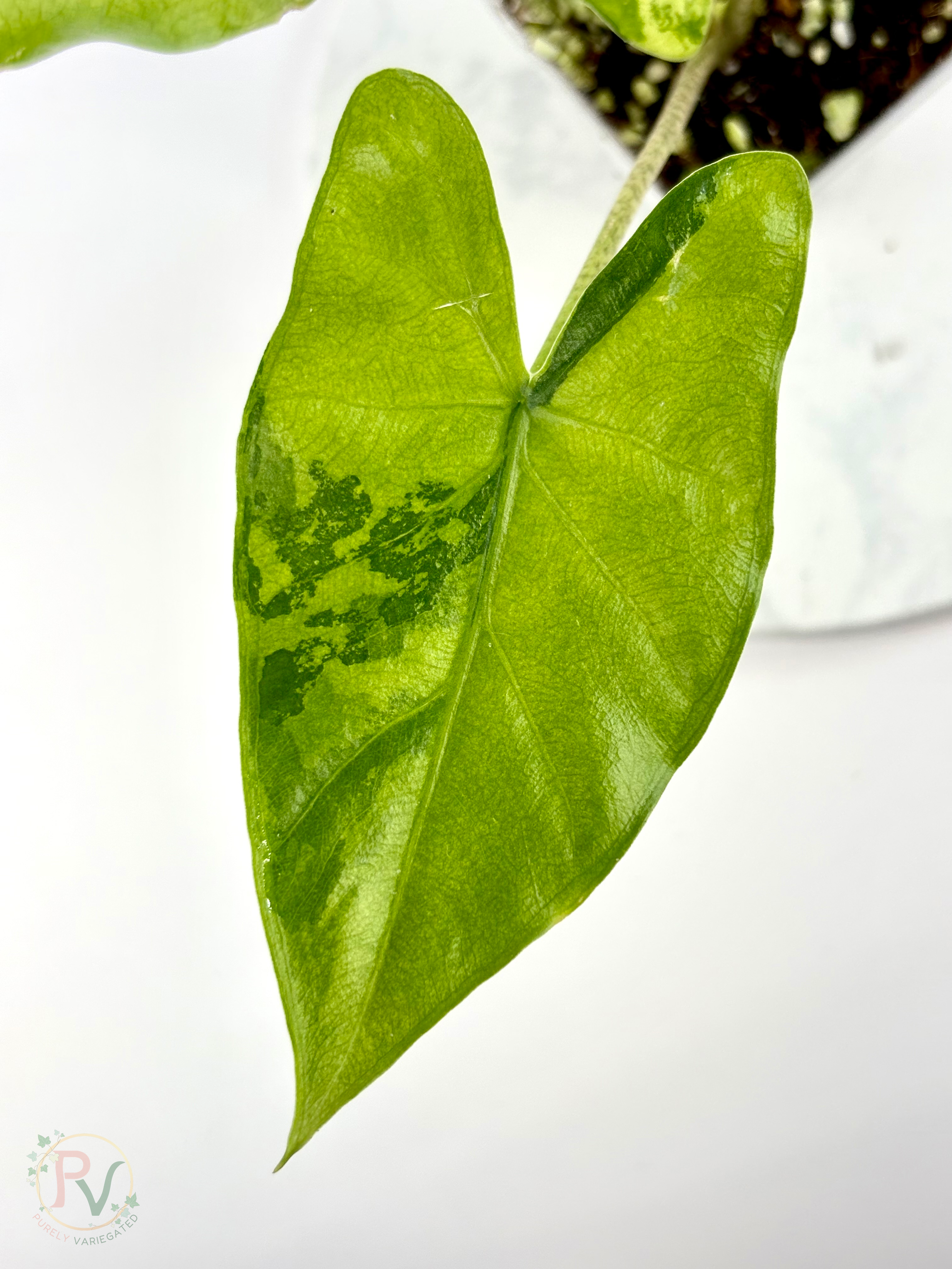 Flemingiana Aurea Alocasia - Corming Size