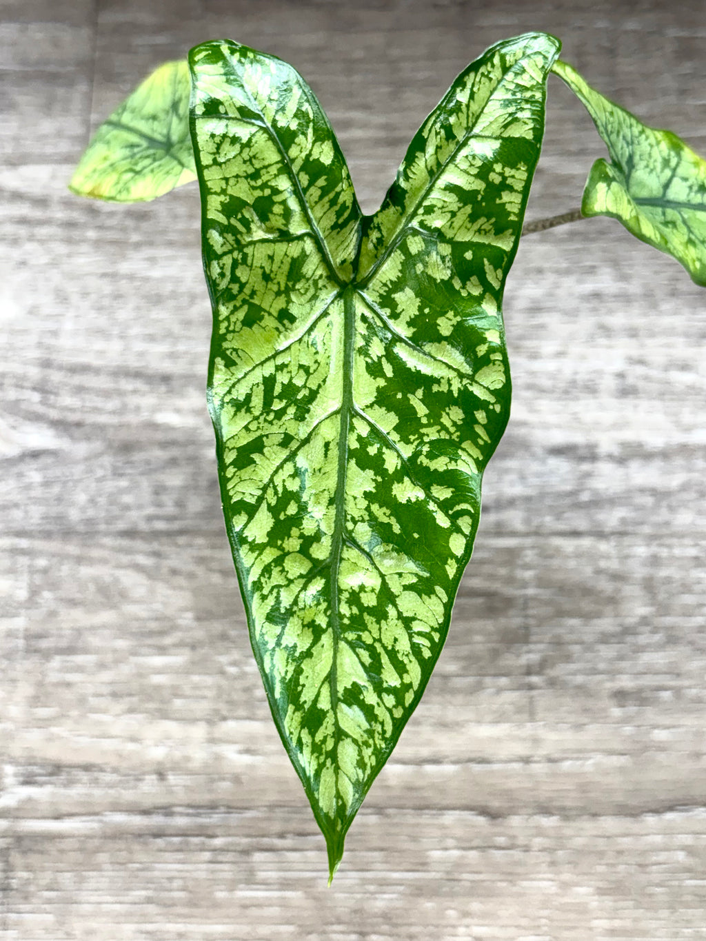 Dragon Glass Hybrid Alocasia 1