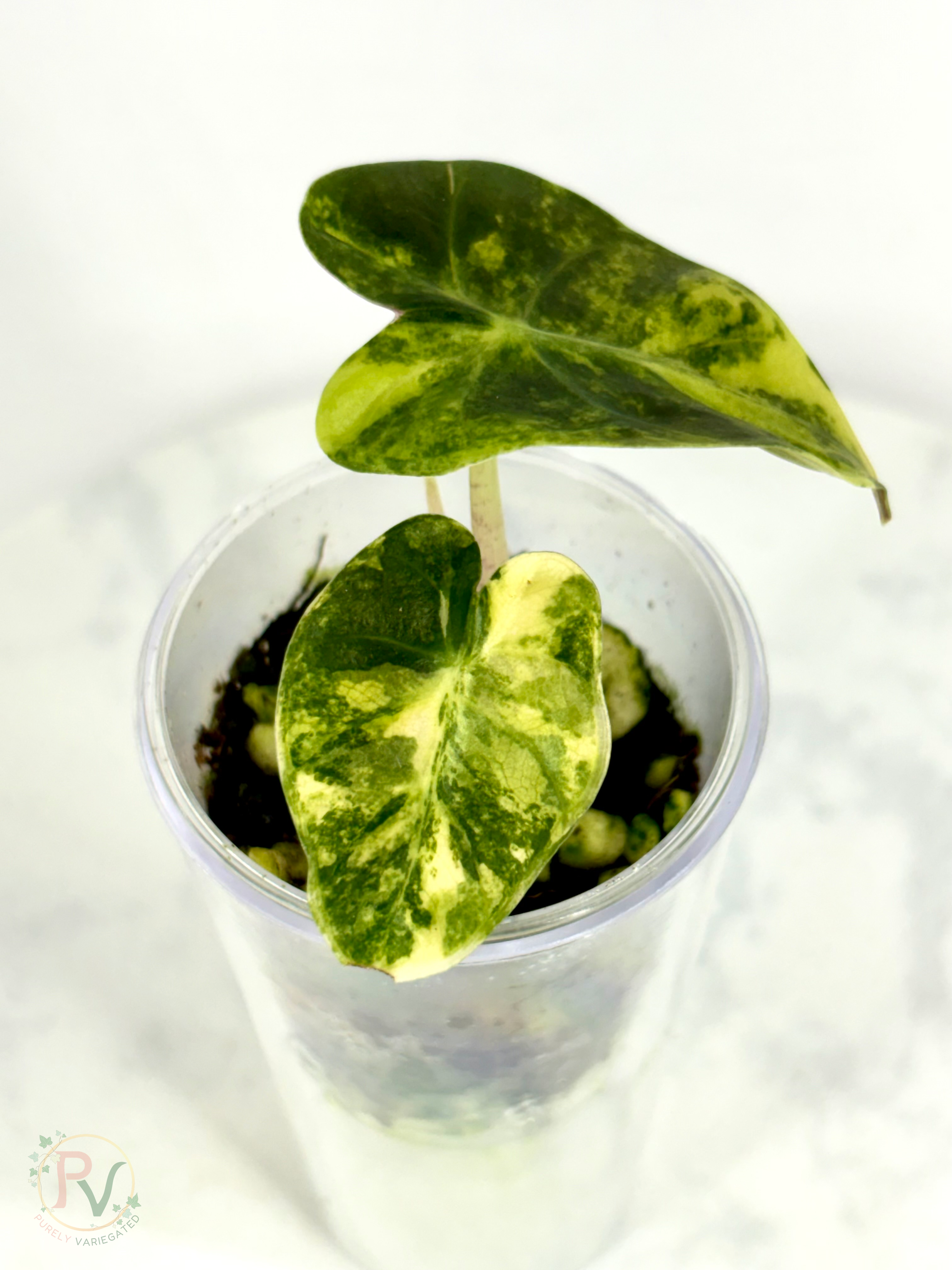 Gold Heart Balloon Alocasia