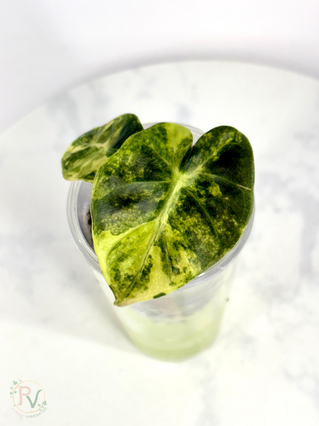 Gold Heart Balloon Alocasia