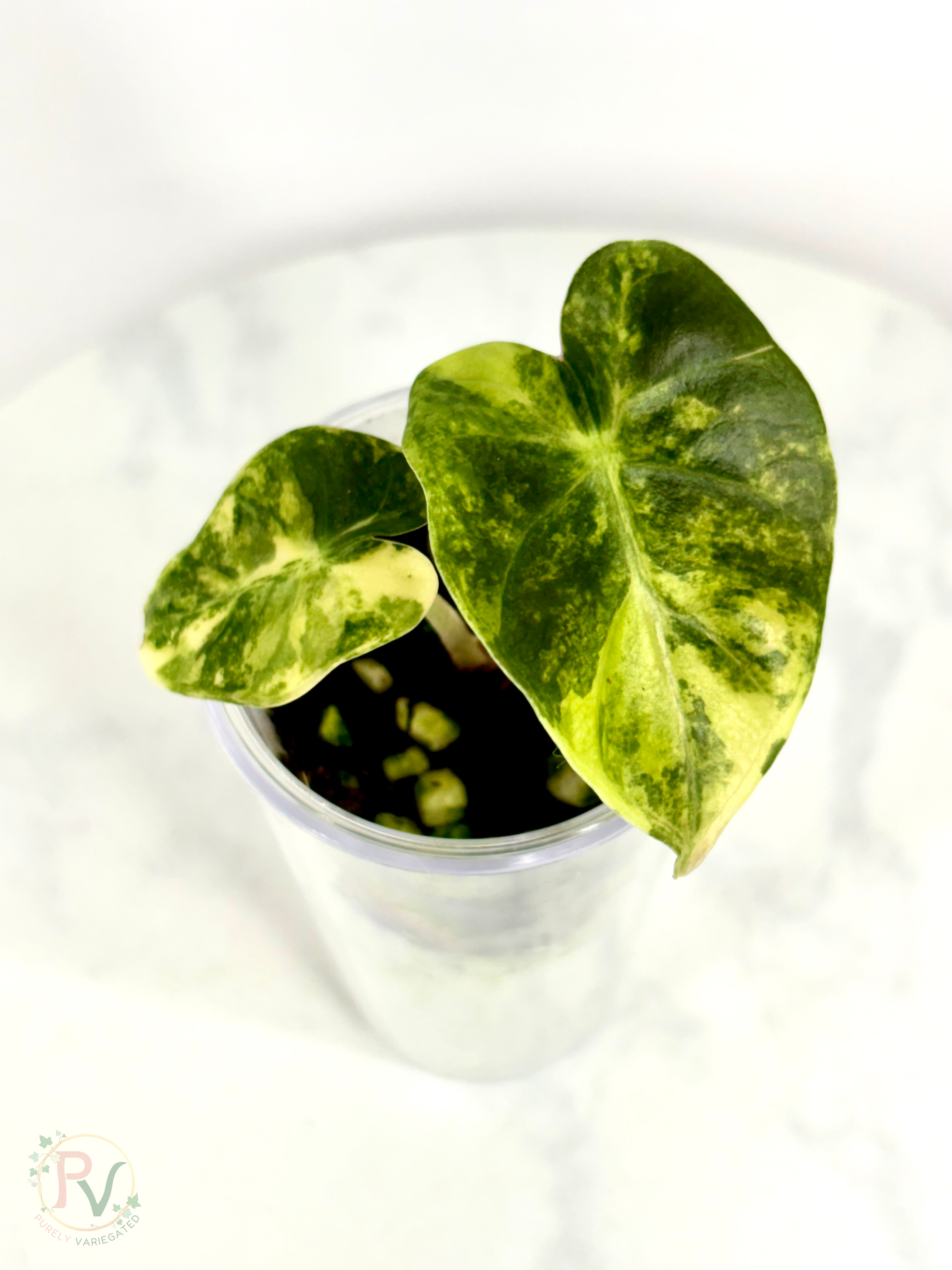 Gold Heart Balloon Alocasia