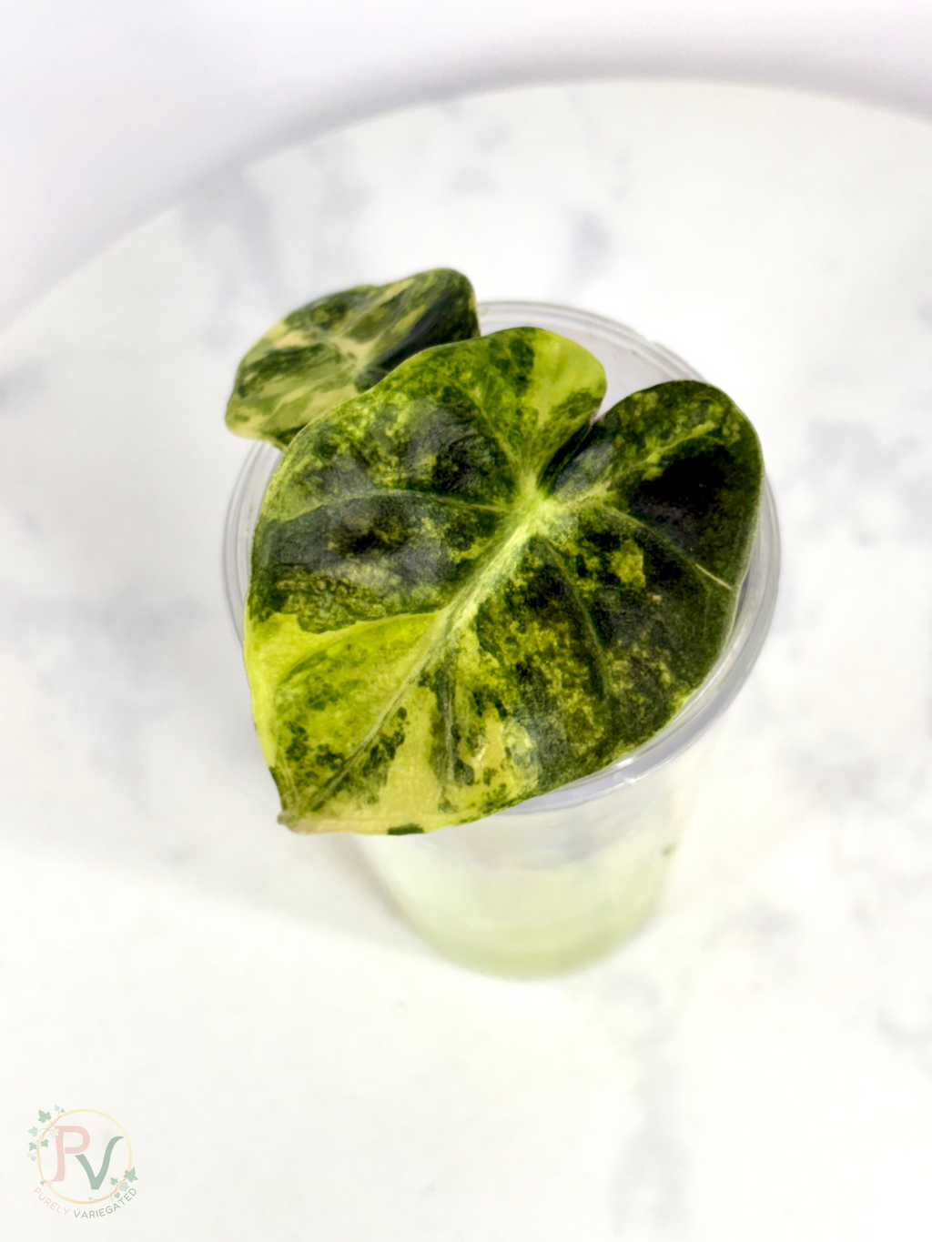 Gold Heart Balloon Alocasia