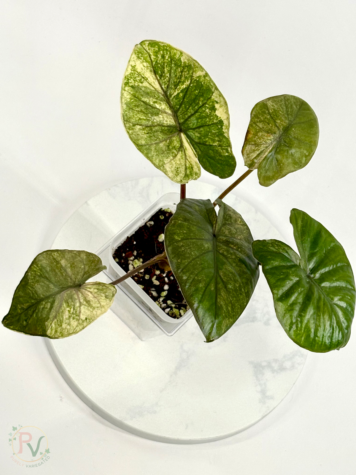 Gold Serendipity Alocasia - Mother Plant