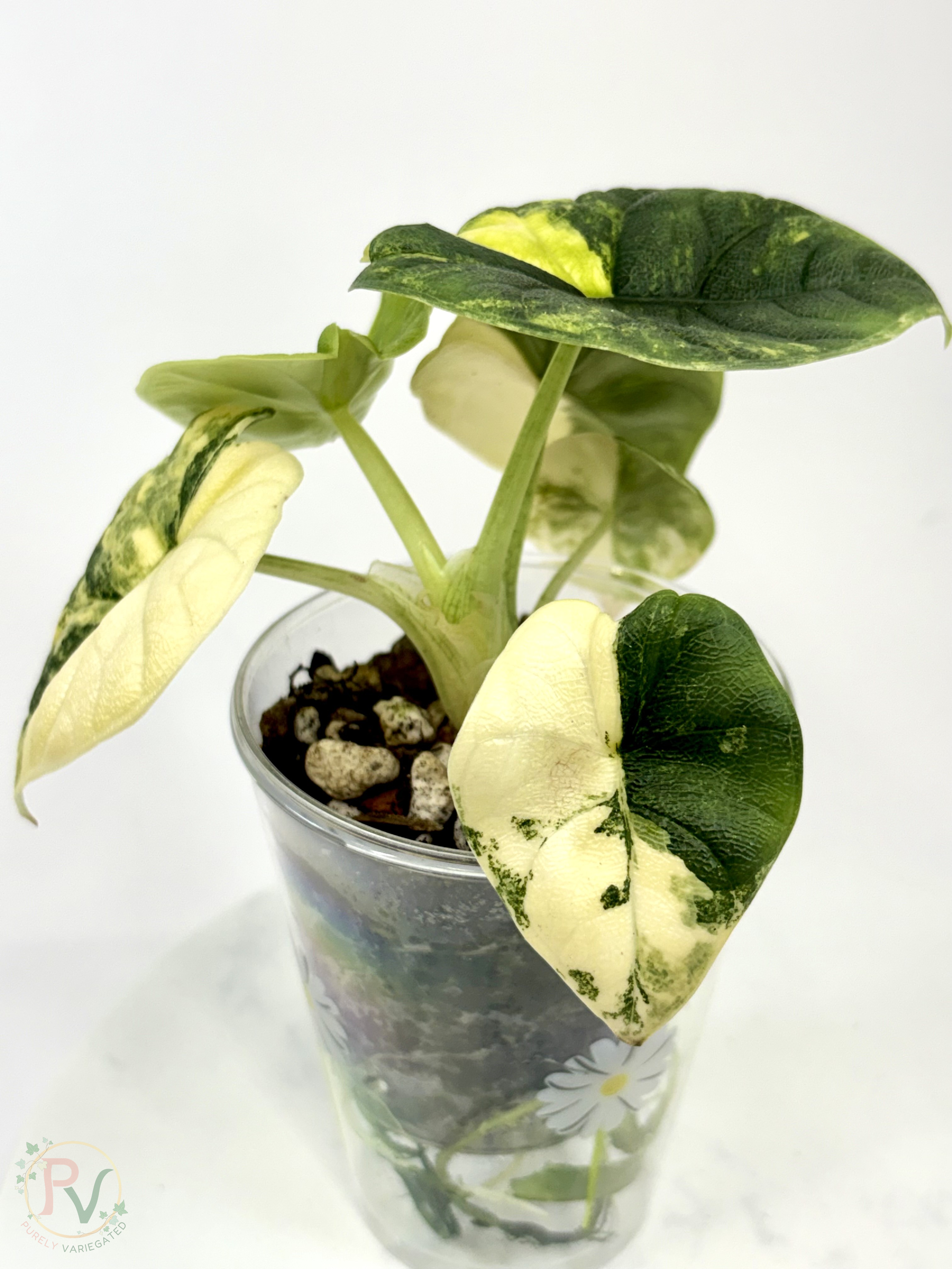 Melo Tricolor Aurea Alocasia - Teen Size