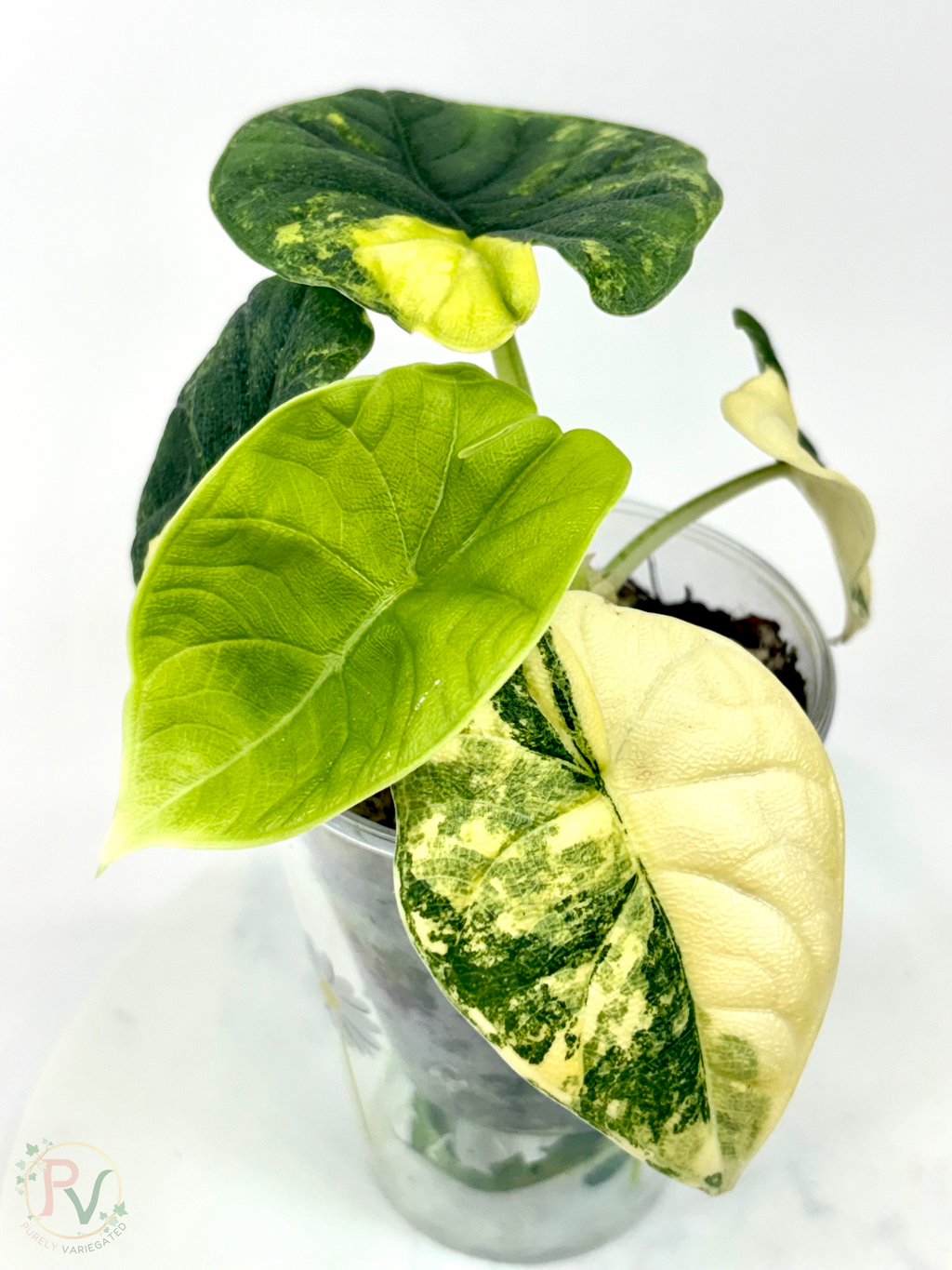 Melo Tricolor Aurea Alocasia - Teen Size
