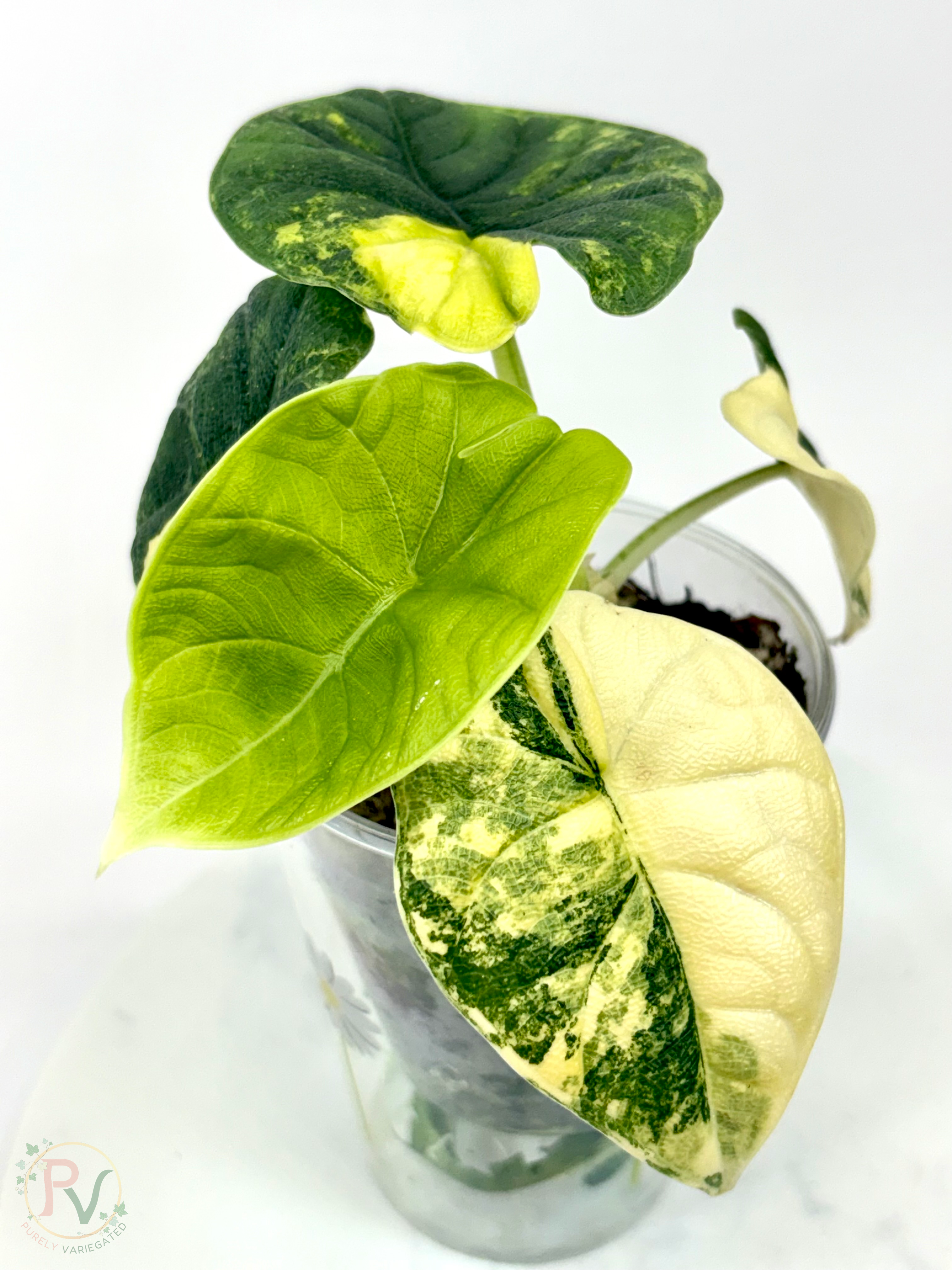 Melo Tricolor Aurea Alocasia - Teen Size