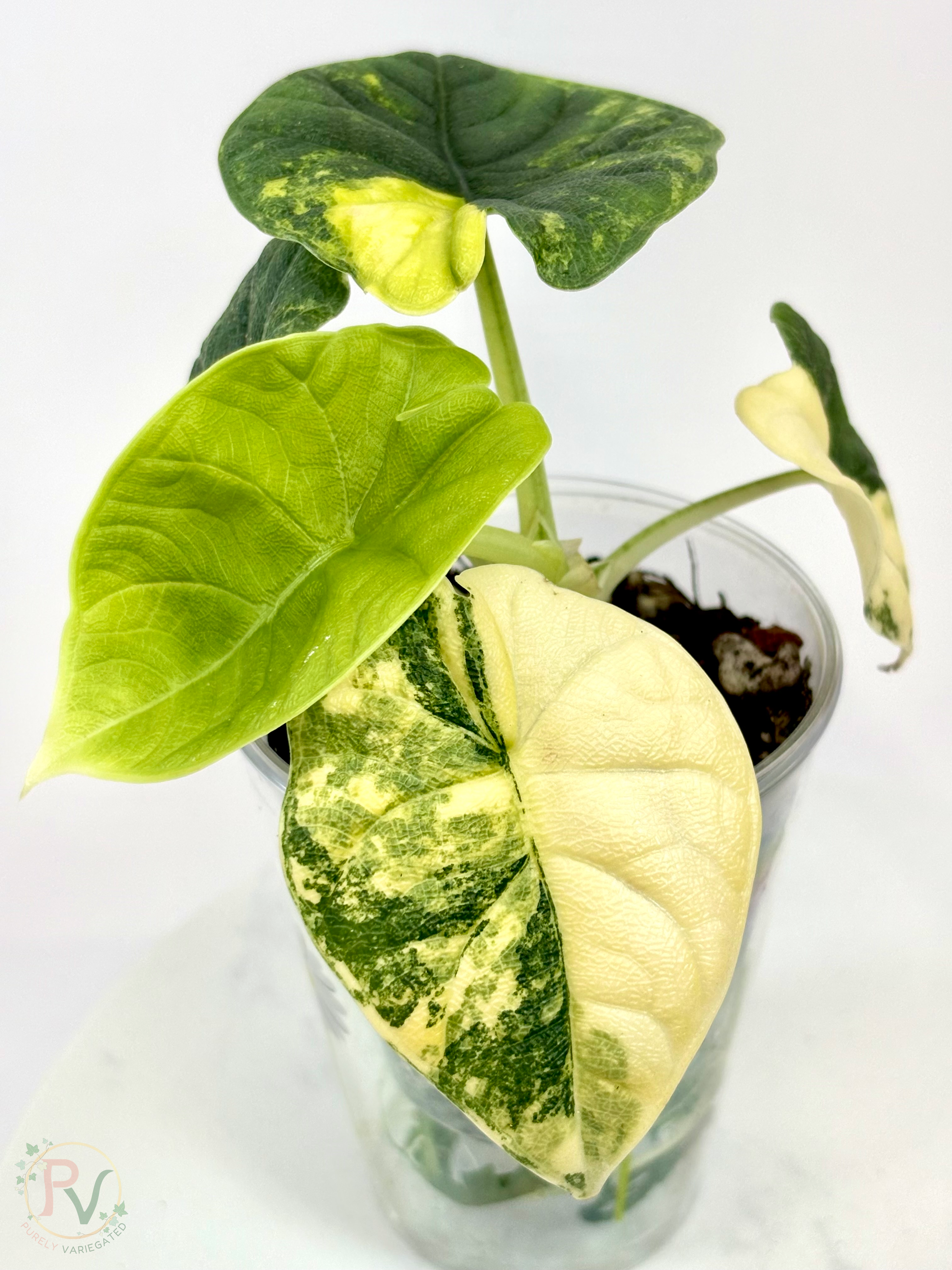 Melo Tricolor Aurea Alocasia - Teen Size