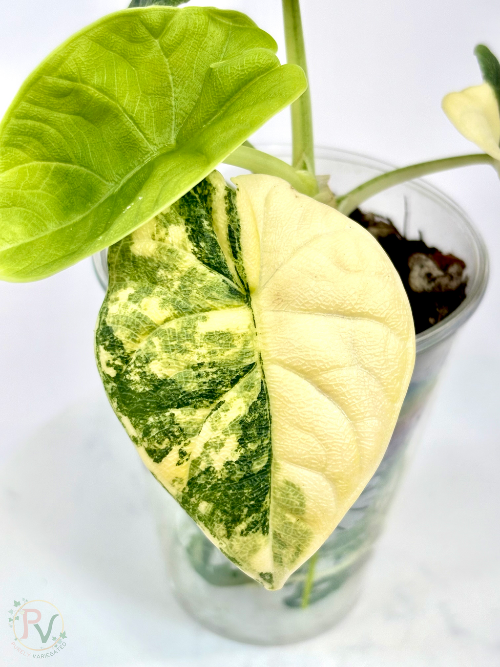 Melo Tricolor Aurea Alocasia - Teen Size