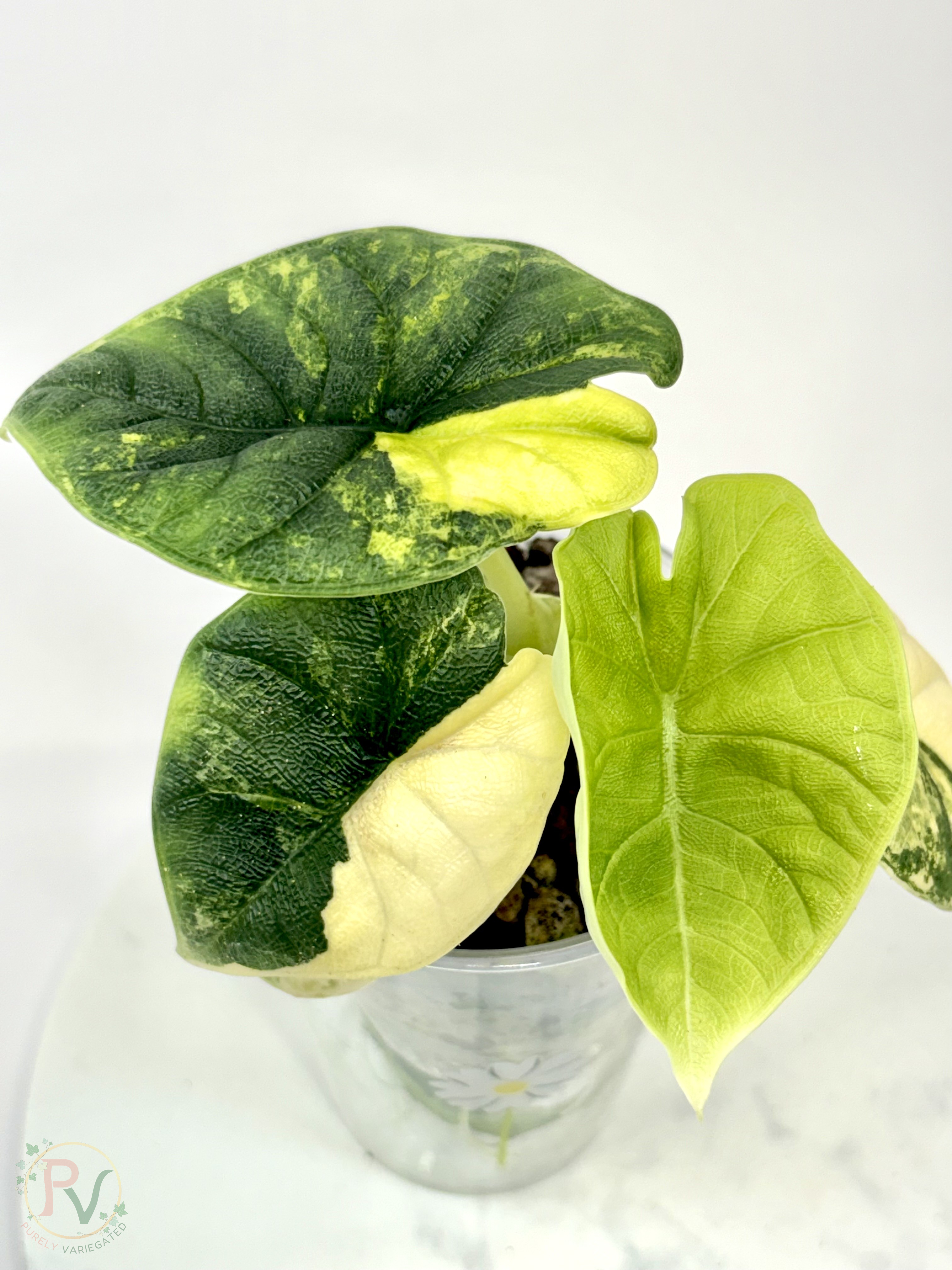 Melo Tricolor Aurea Alocasia - Teen Size