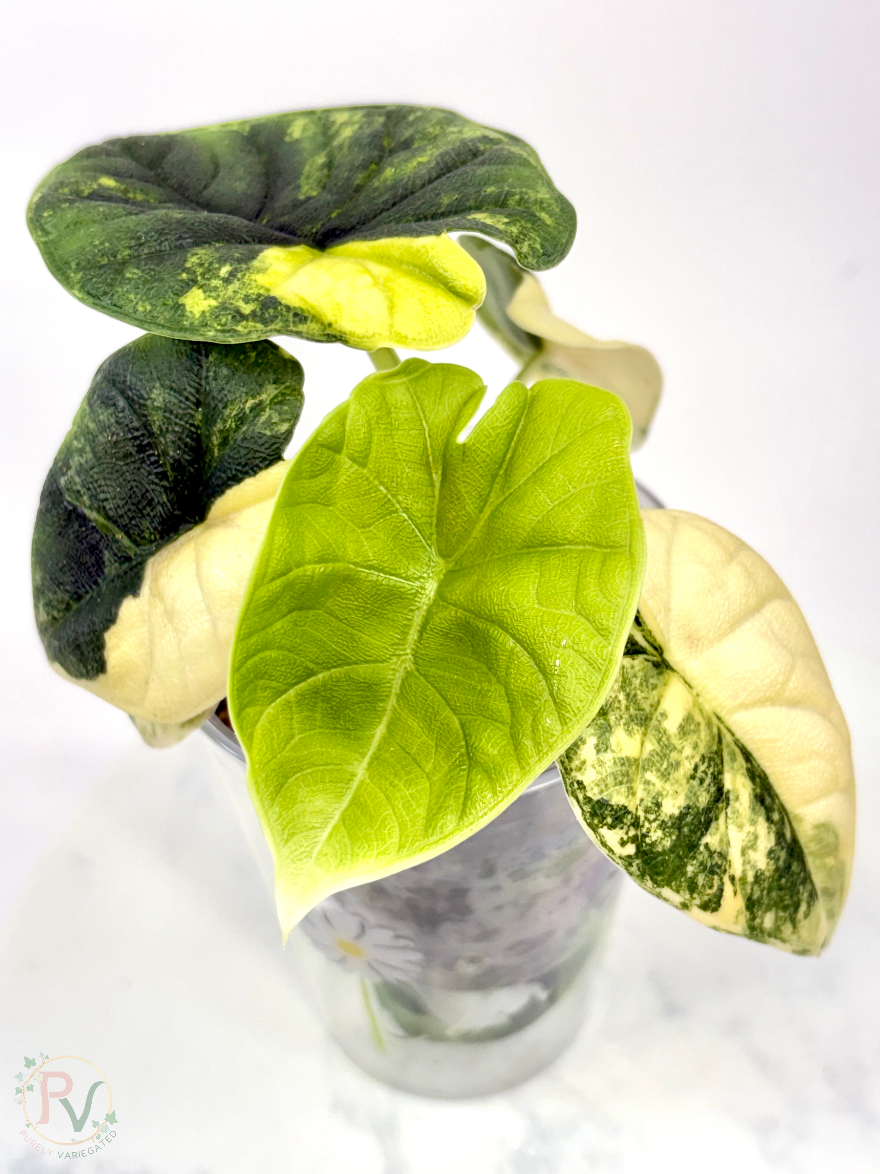 Melo Tricolor Aurea Alocasia - Teen Size