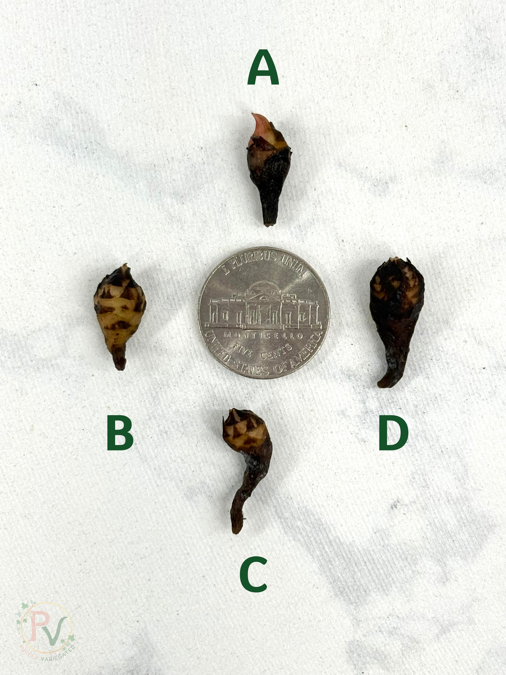 Pink Scabriuscula Corms