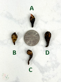 Pink Scabriuscula Corms