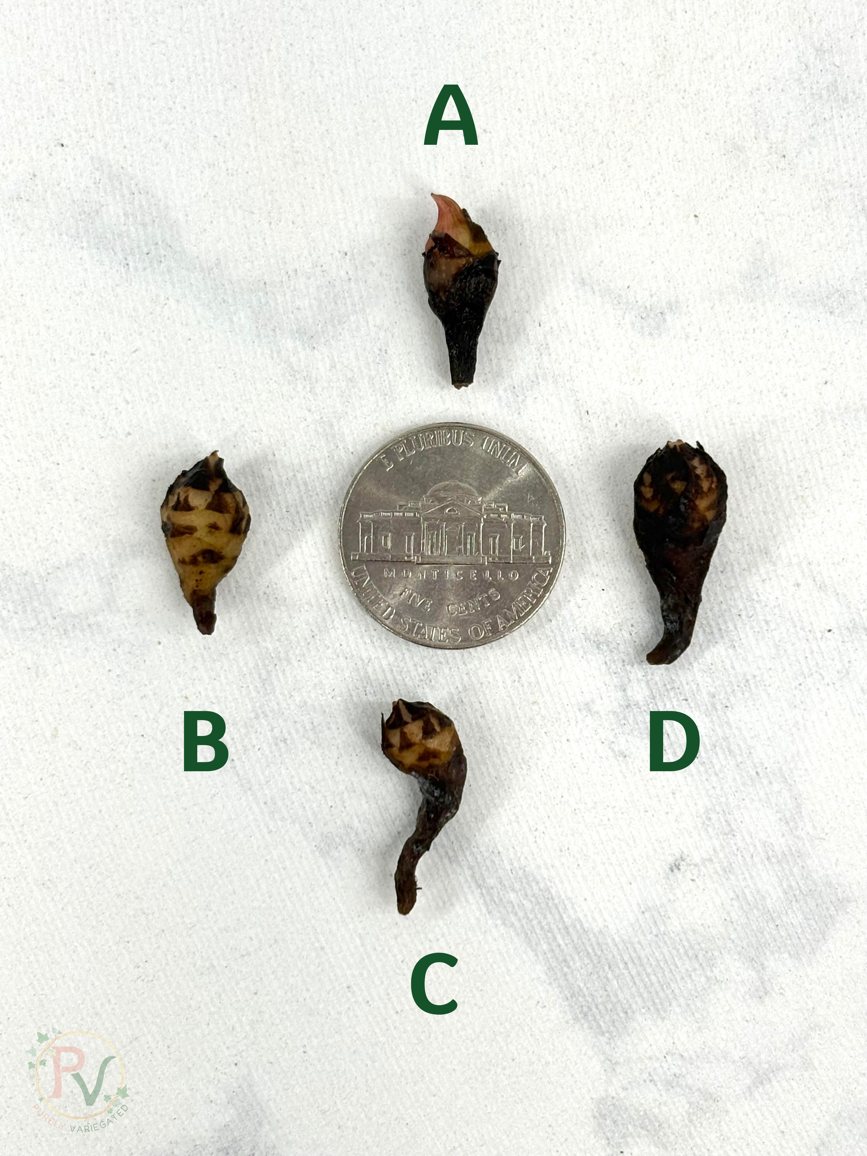 Pink Scabriuscula Corms