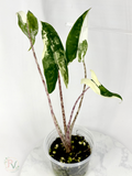 Zebrina Albo Alocasia - Teen Size