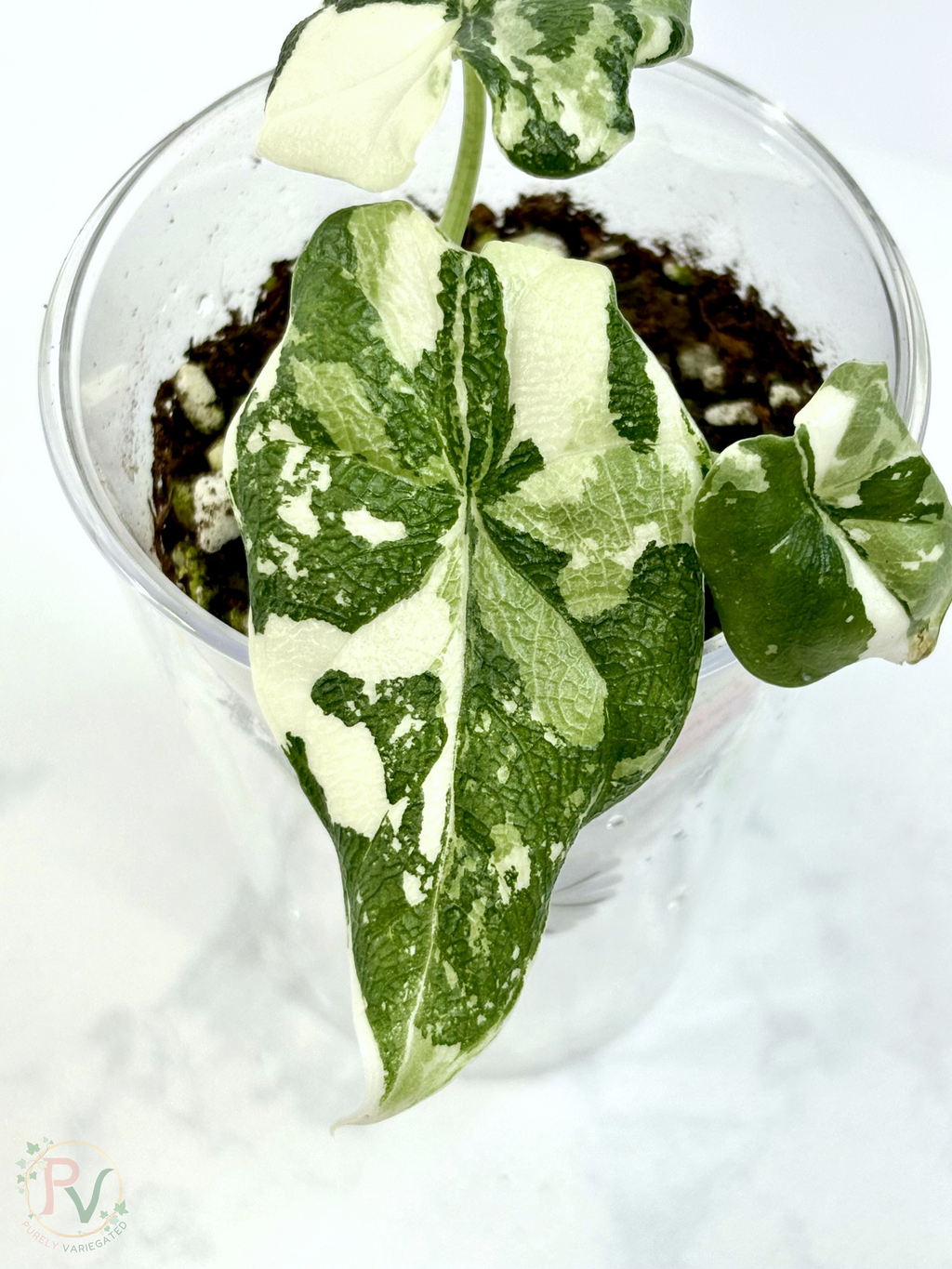 Melo Albo Alocasia - 2