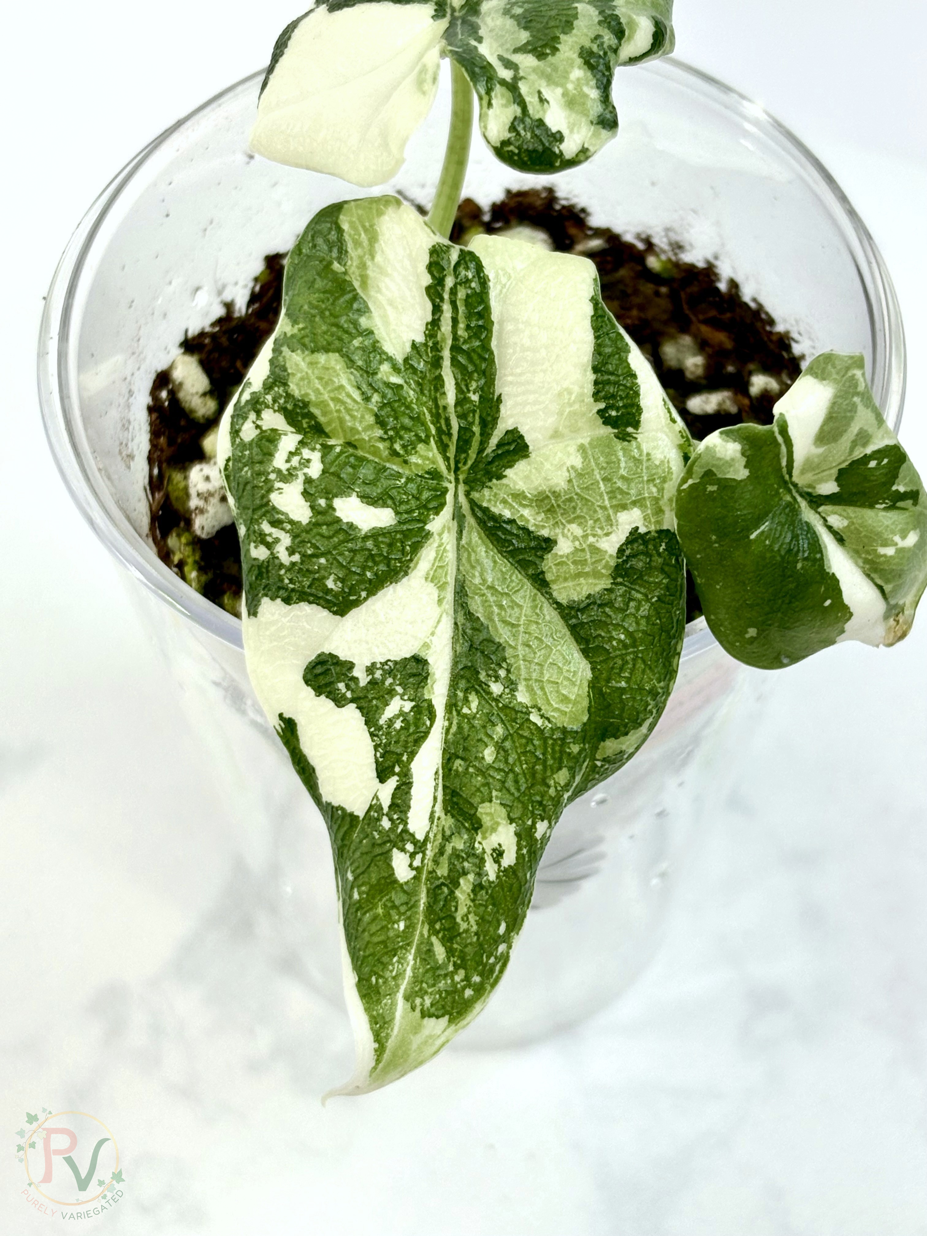 Melo Albo Alocasia - 2