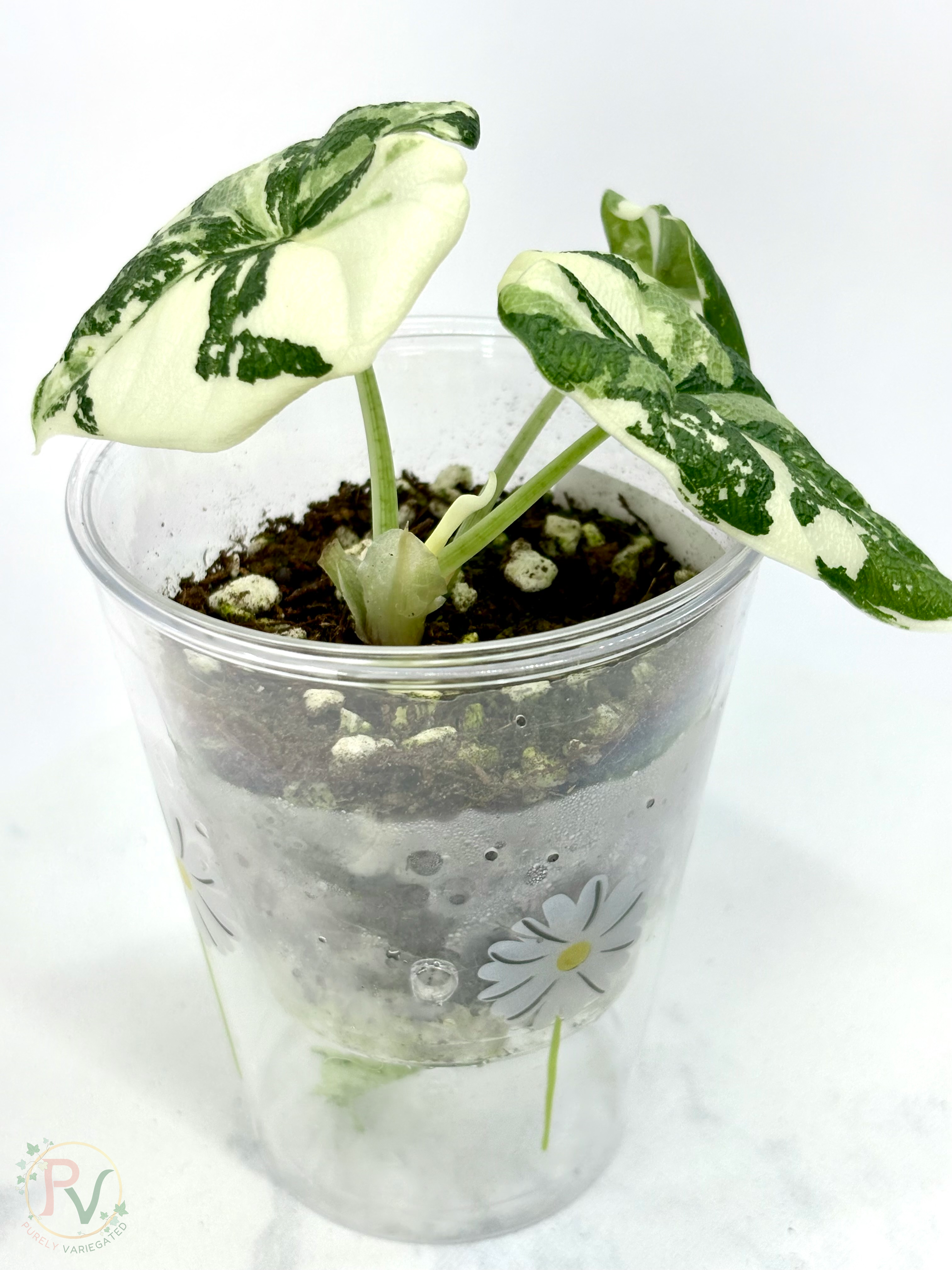 Melo Albo Alocasia - 2