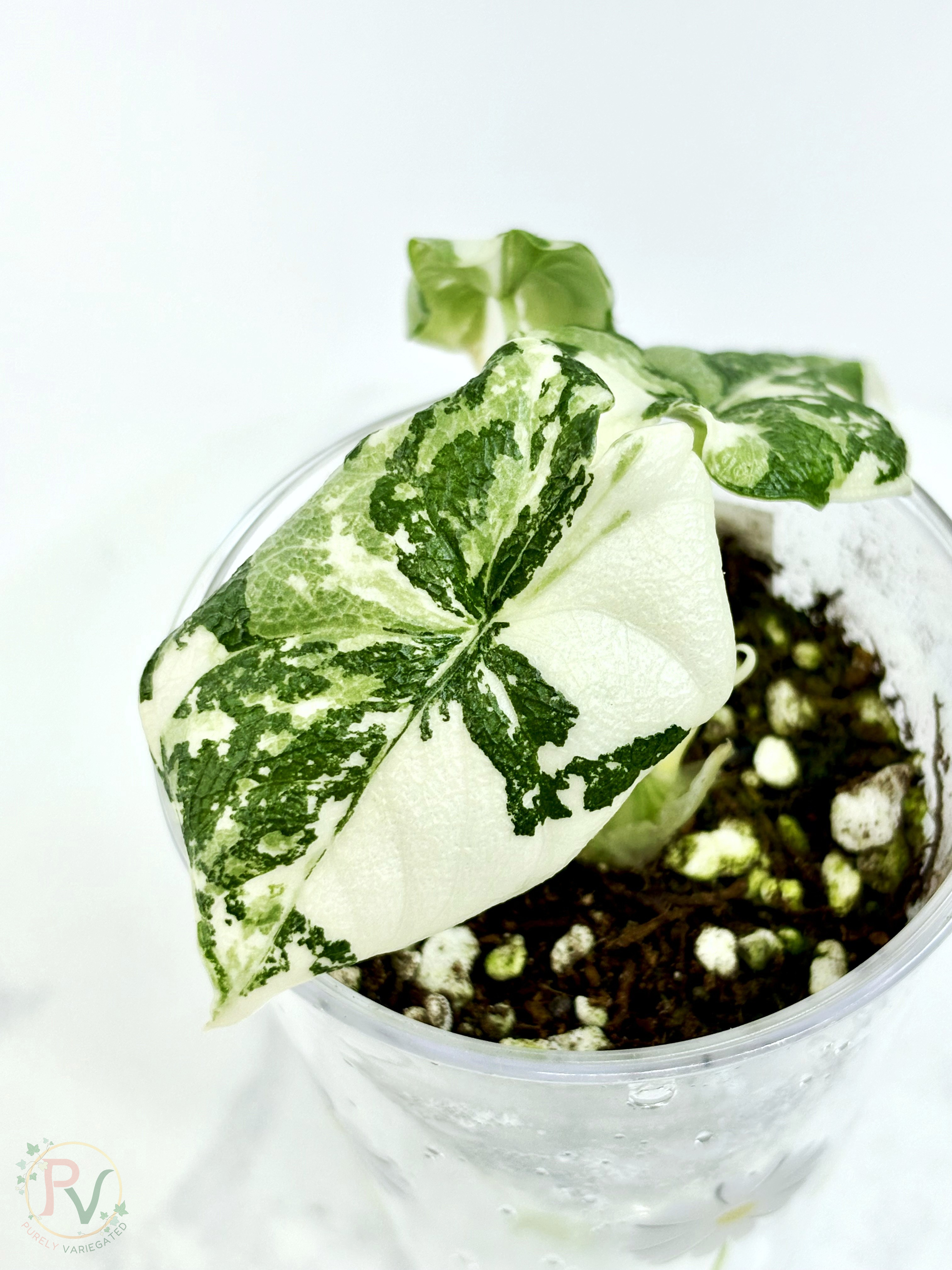 Melo Albo Alocasia - 2