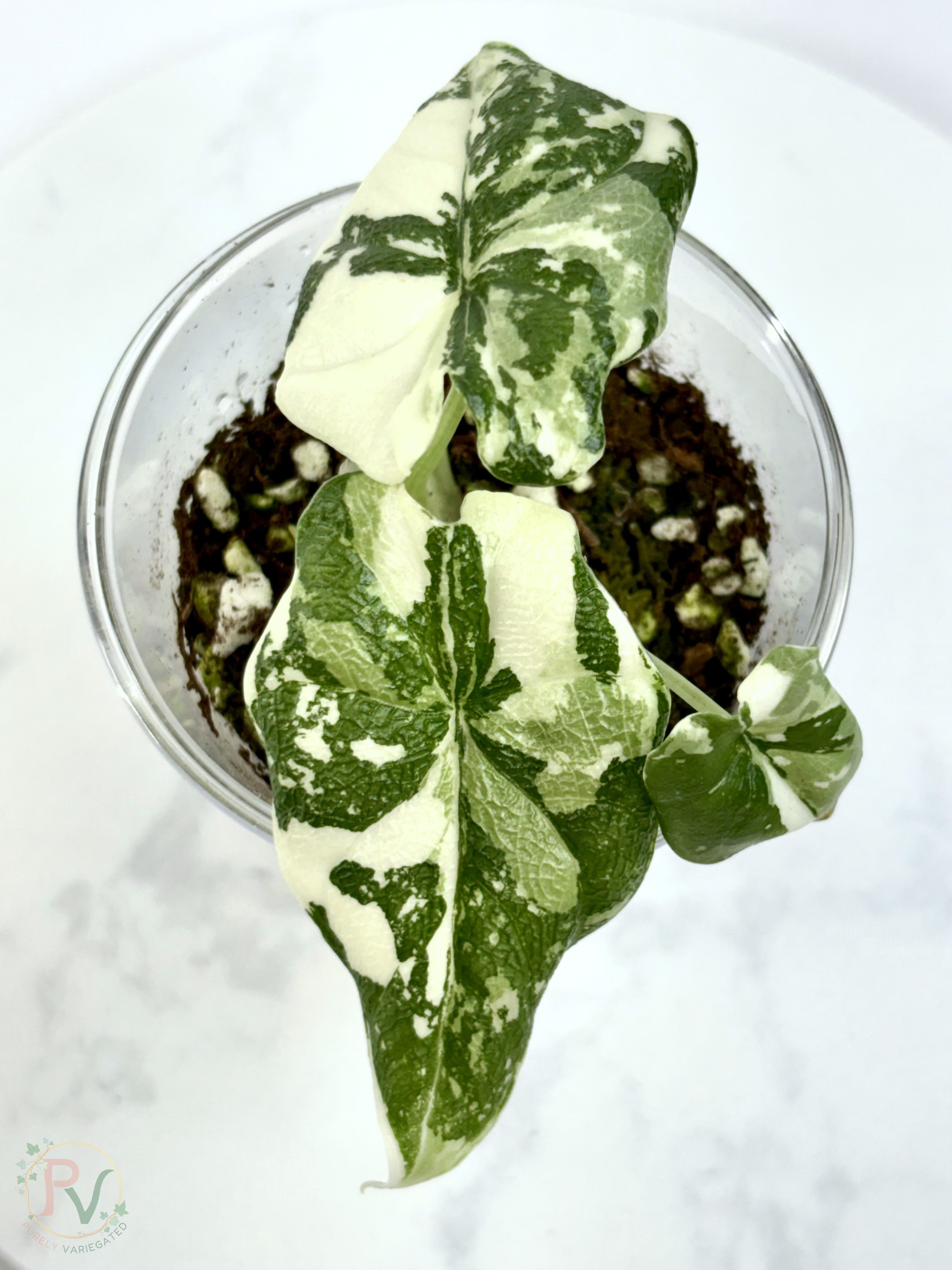 Melo Albo Alocasia - 2