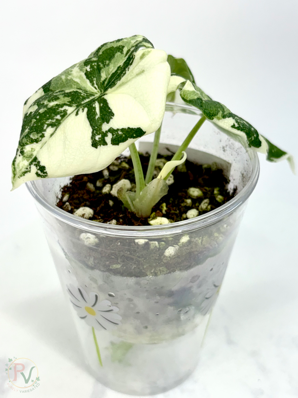 Melo Albo Alocasia - 2