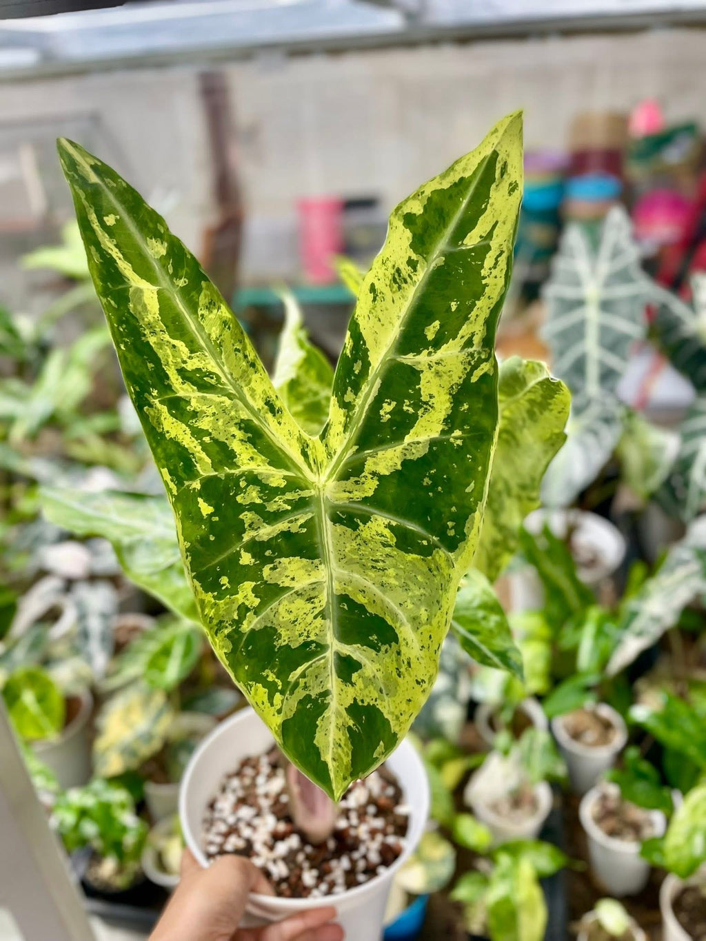 Longiloba Forest Lemon Mint Alocasia - Teen Size