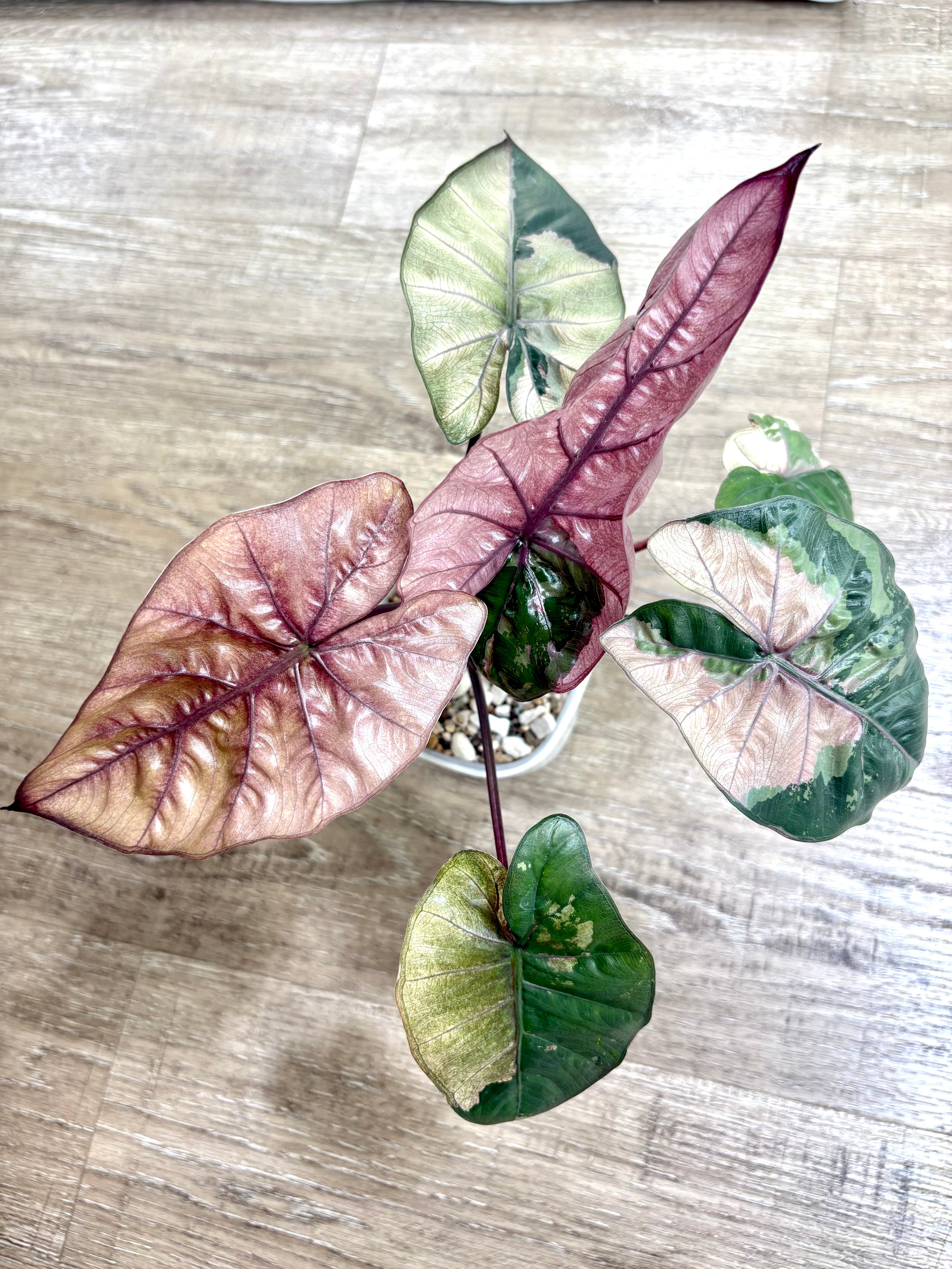 Pink Plumbea Nigra Alocasia 3