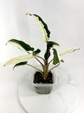 Lauterbachiana Lava Alocasia - Teen Size