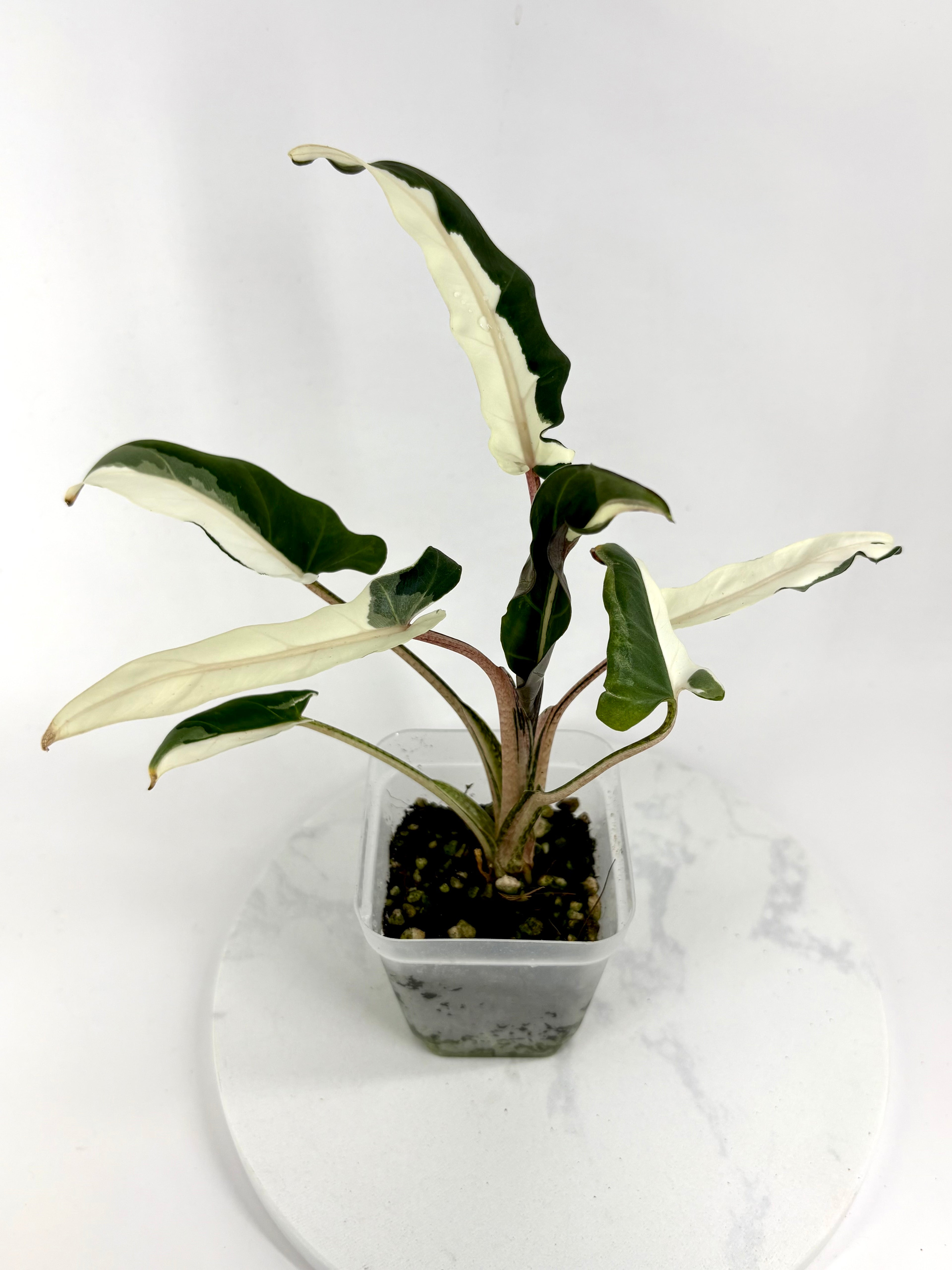 Lauterbachiana Lava Alocasia - Teen Size