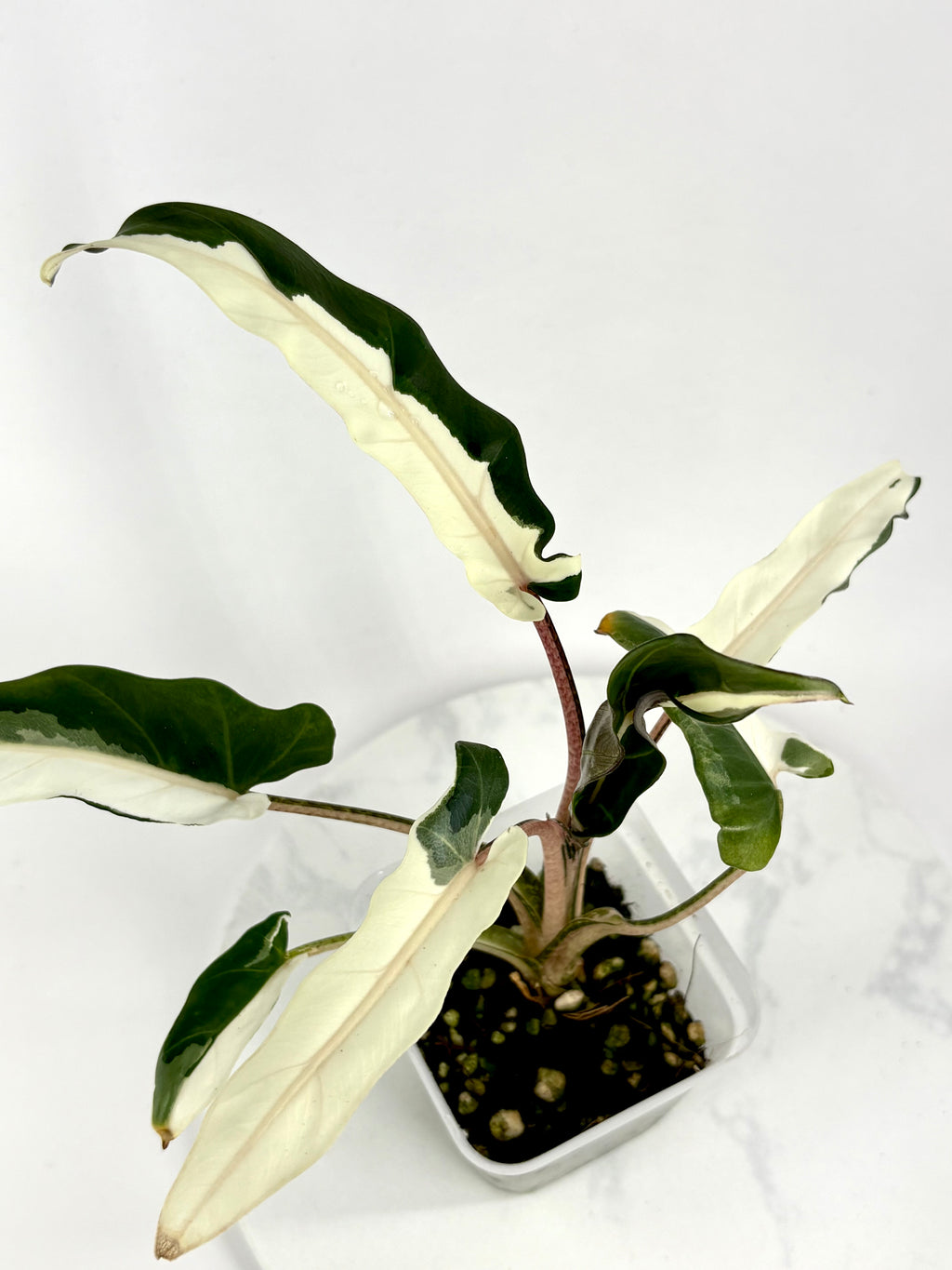 Lauterbachiana Lava Alocasia - Teen Size