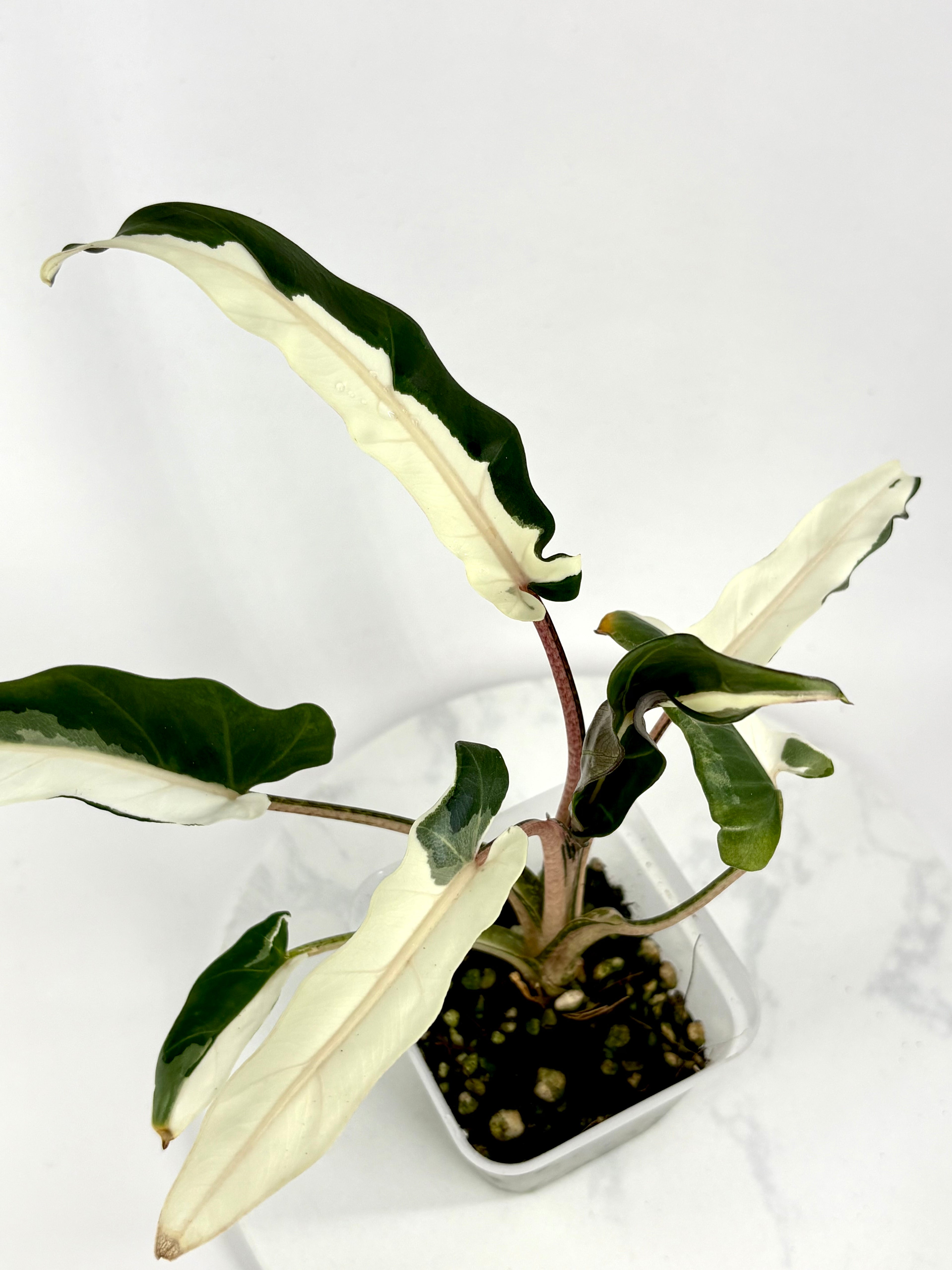 Lauterbachiana Lava Alocasia - Teen Size